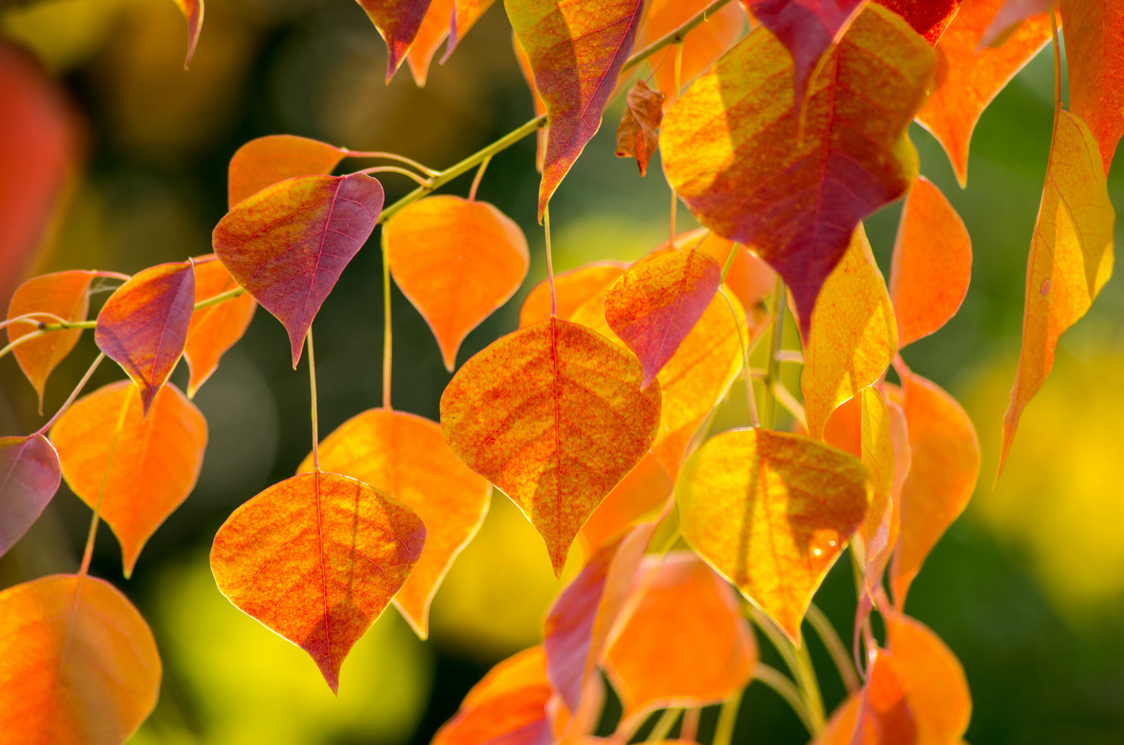 Pentax K-5 + Pentax smc DA 55-300mm F4.0-5.8 ED sample photo. Autumn photography