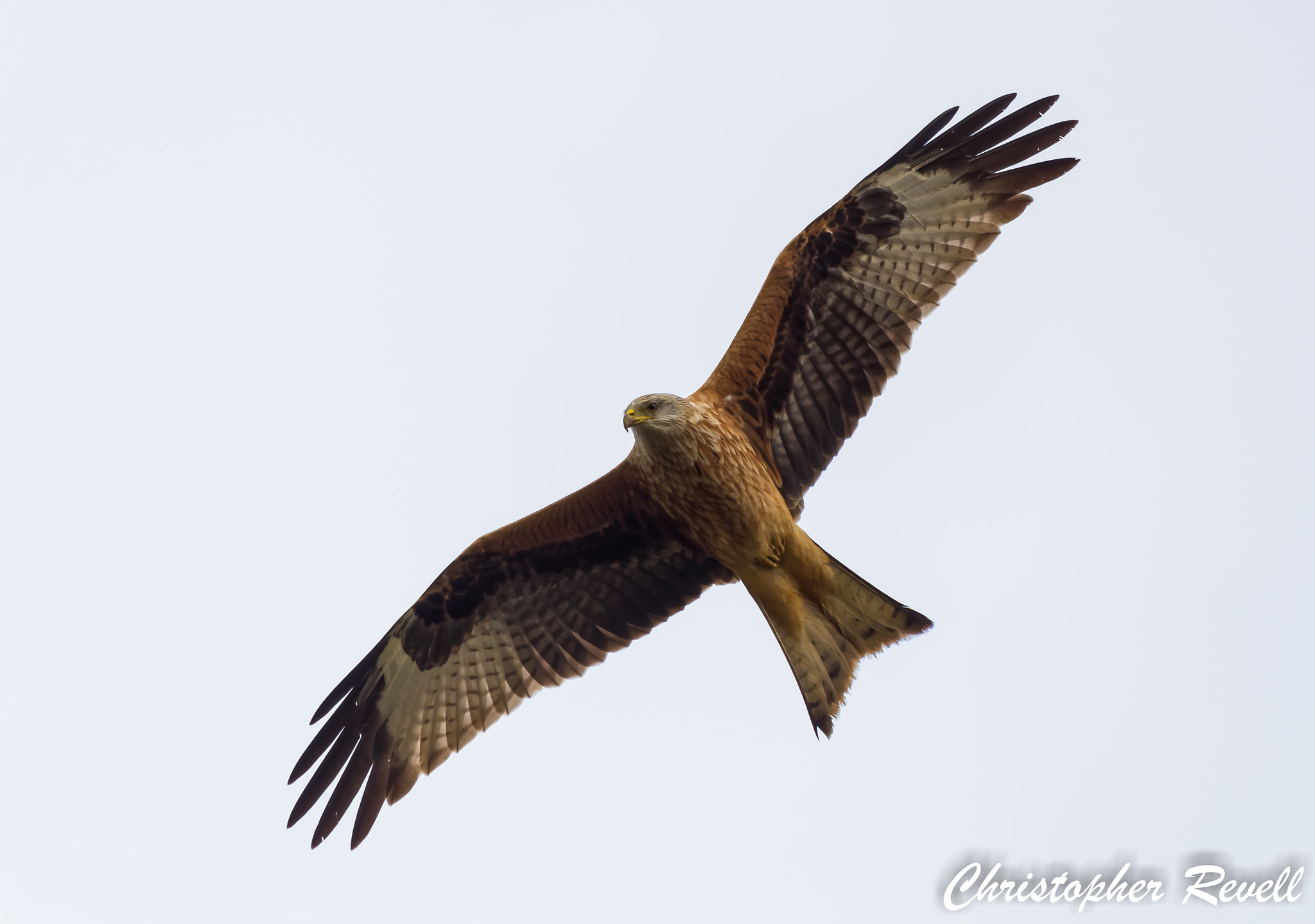 Nikon D3300 + Sigma 150-500mm F5-6.3 DG OS HSM sample photo. Red kite - woodwalton fen photography