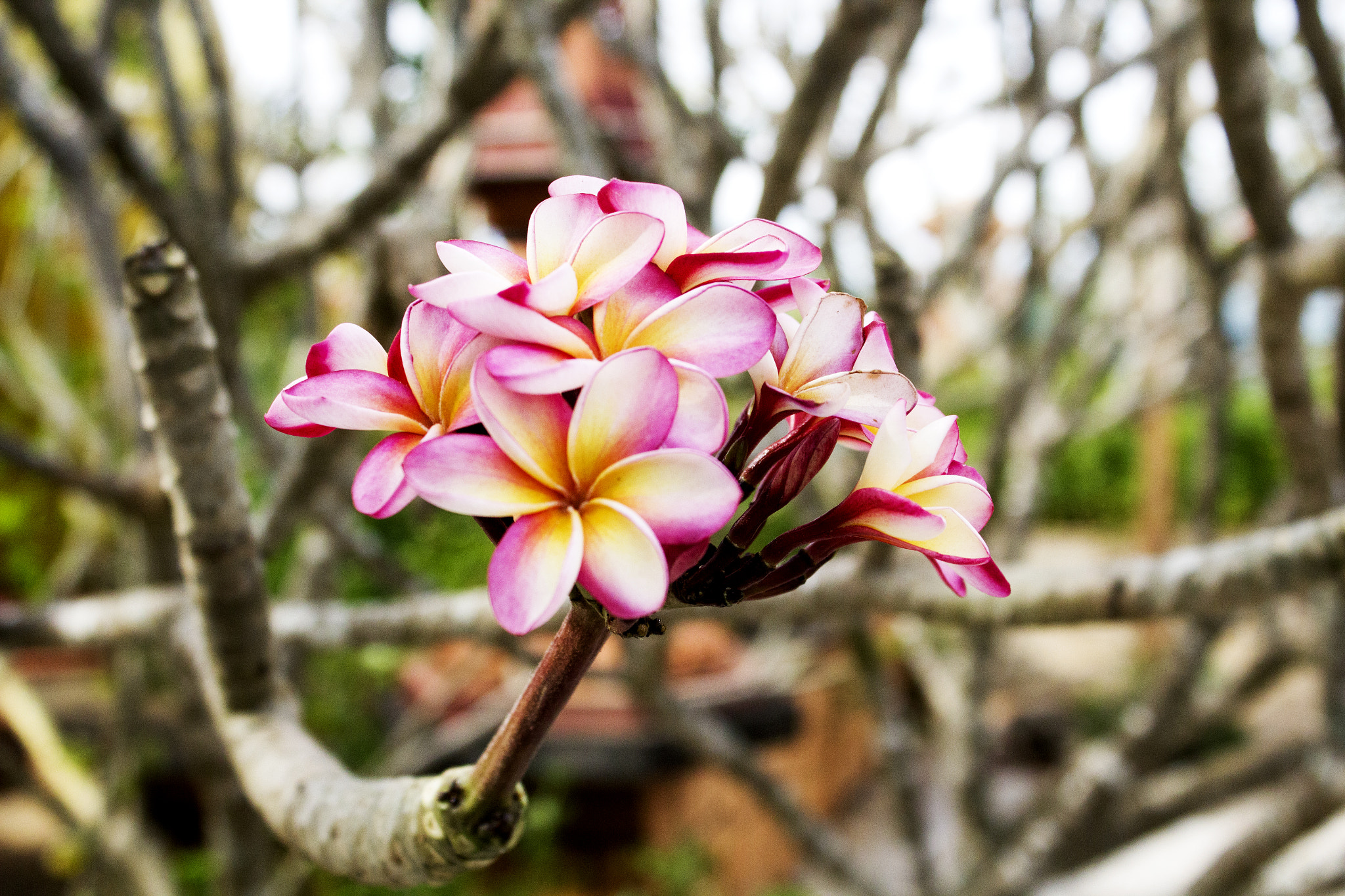 Canon EOS 550D (EOS Rebel T2i / EOS Kiss X4) sample photo. Plumeria photography