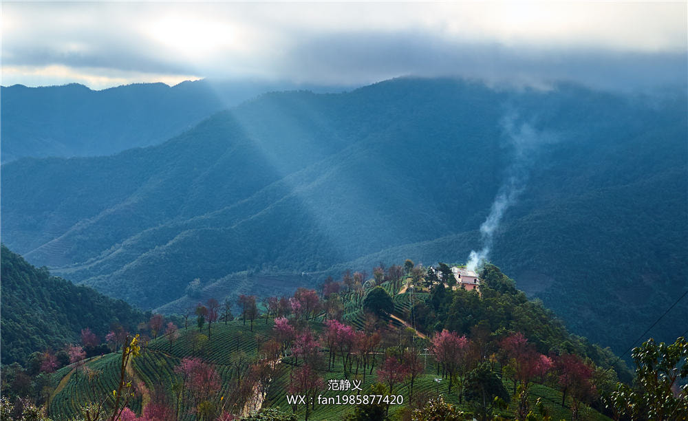 Phase One IQ3 80MP sample photo. Wuliang mountain，the cherry blossom valley photography