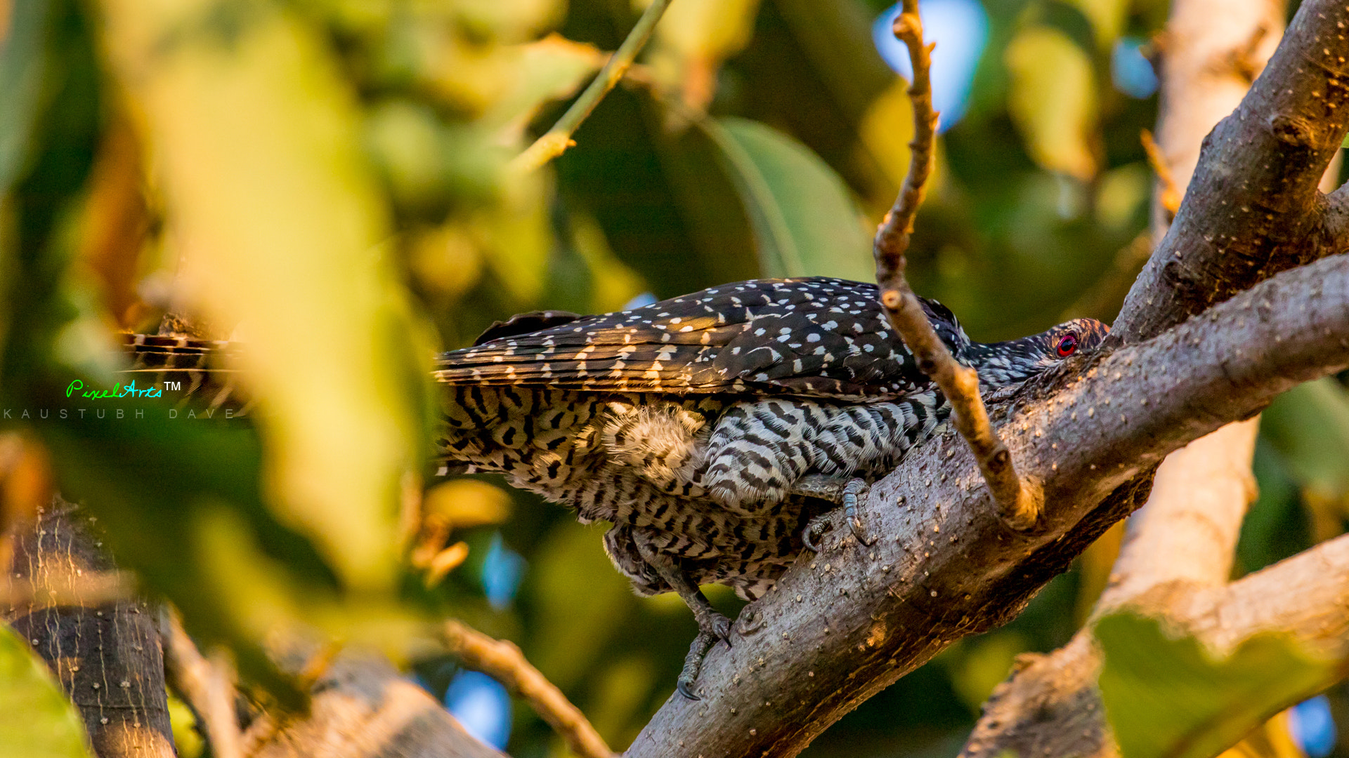 Canon EOS 80D + Canon EF 70-200mm F4L USM sample photo. An eye of bird photography