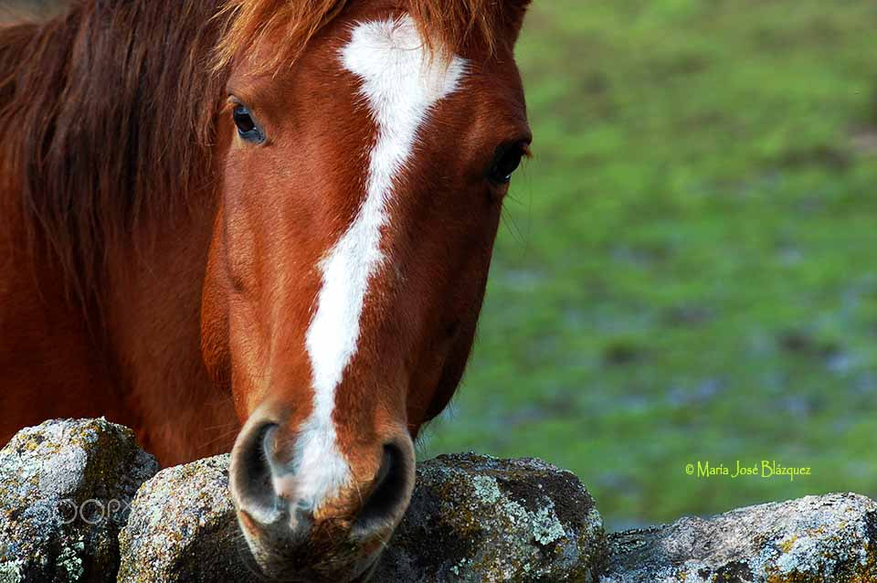 Nikon D40 sample photo. Horse photography