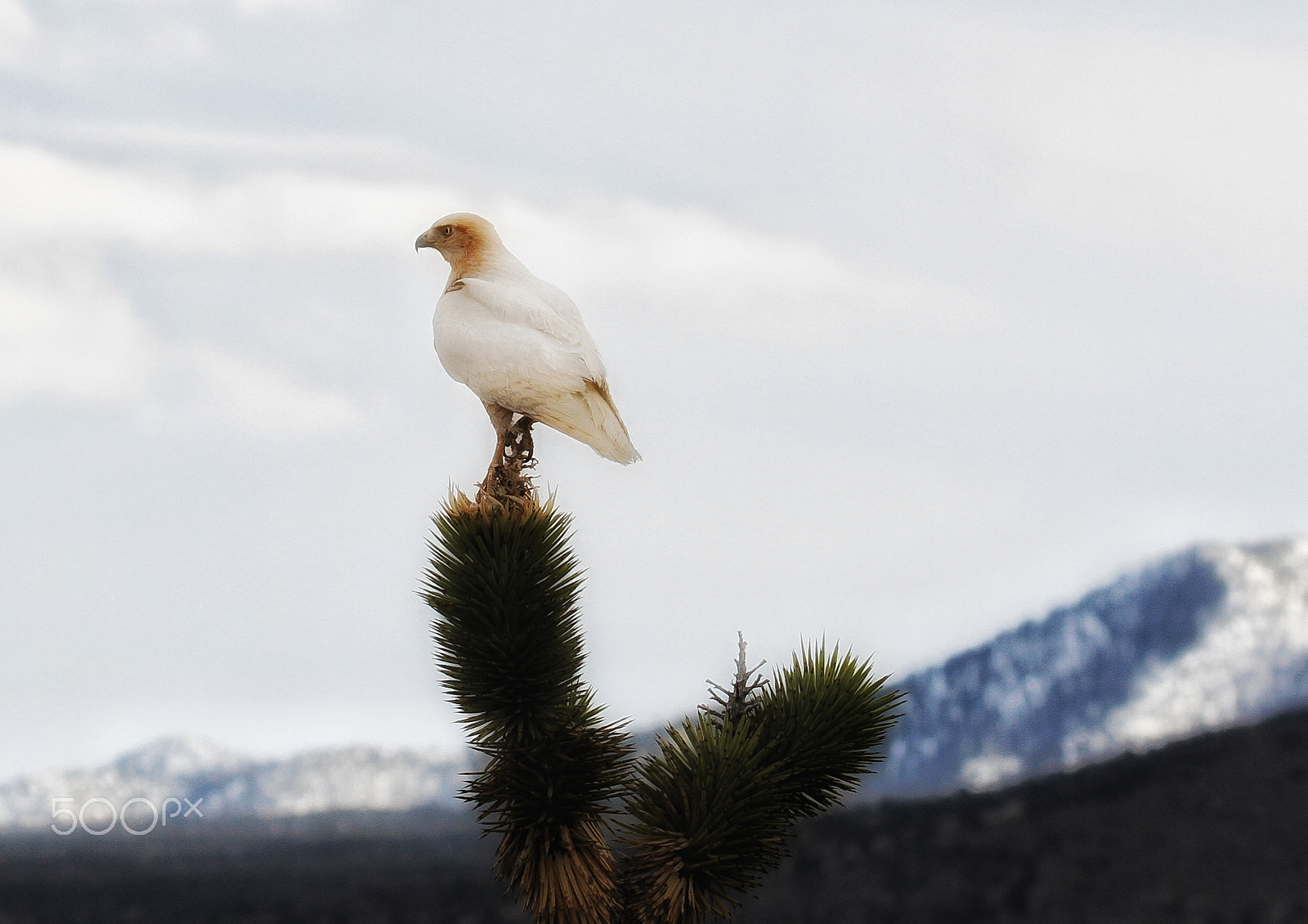 Sigma 150mm f/2.8 EX DG OS HSM APO Macro sample photo. Another shot of the same bird... photography