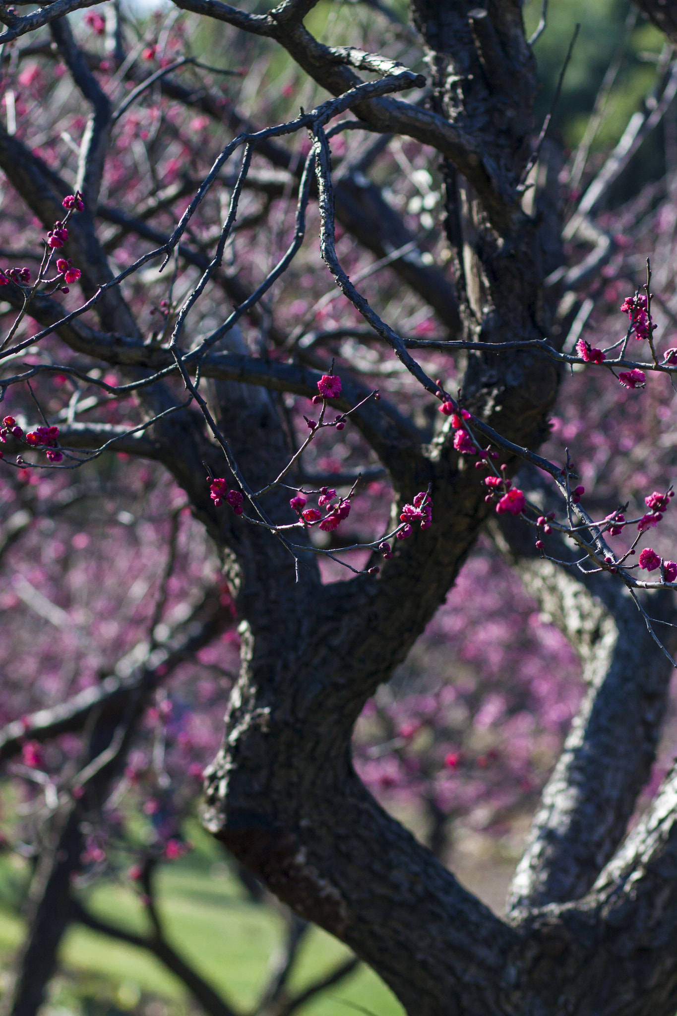 Canon EOS 50D + Canon EF 85mm F1.8 USM sample photo. A old plum photography