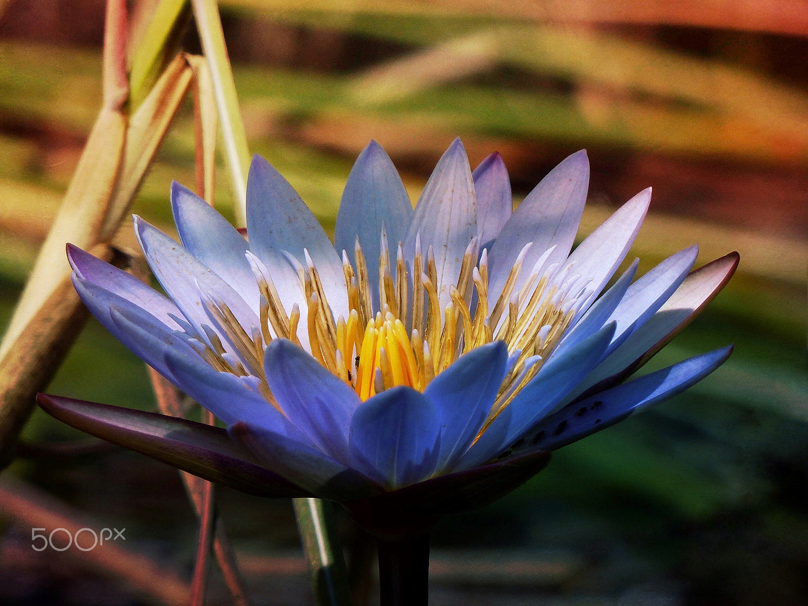 Leica V-Lux 4 sample photo. Waterlily photography