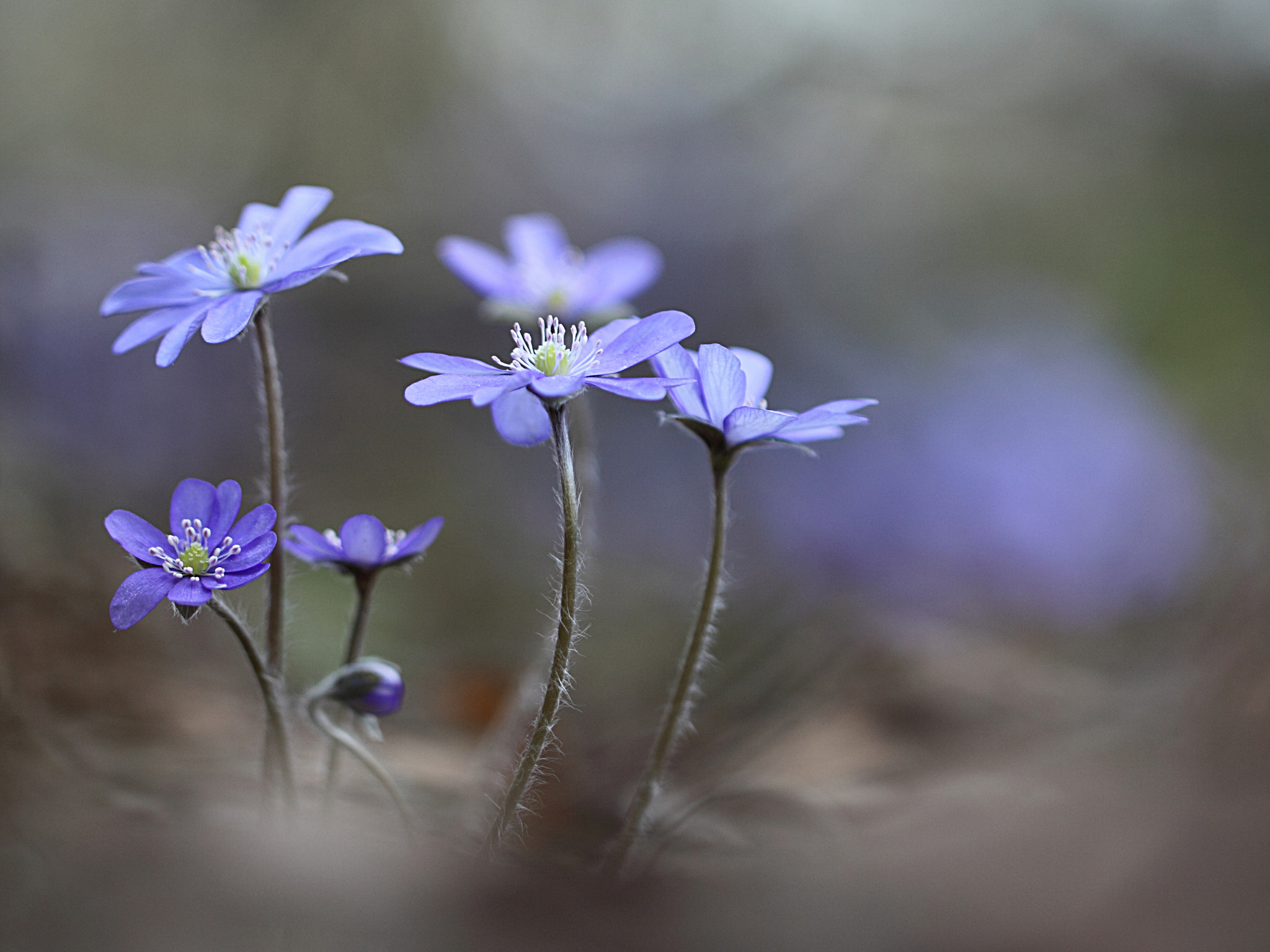 Canon EF 100mm F2.8L Macro IS USM sample photo. Spring feeling photography