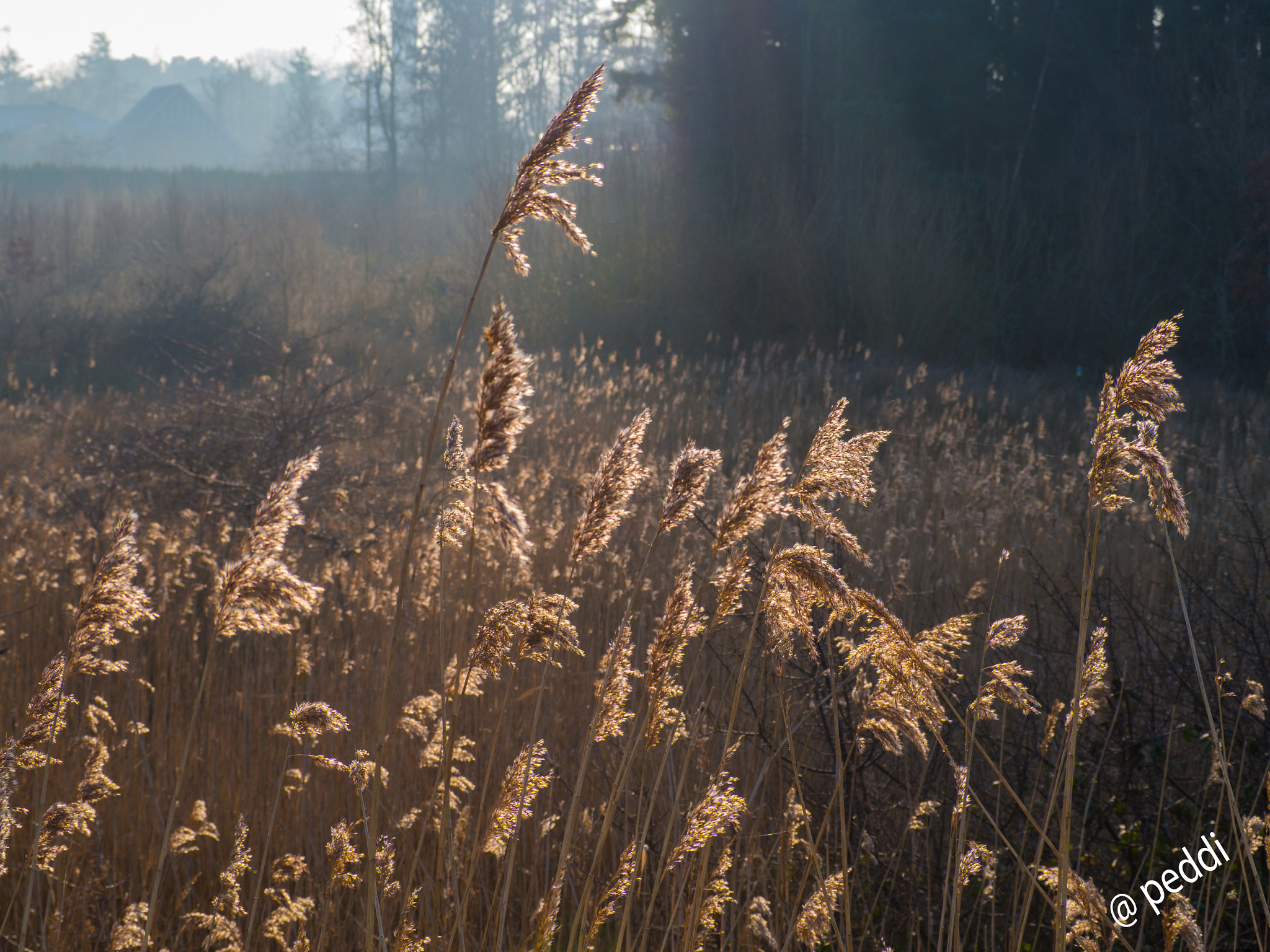 Olympus OM-D E-M10 sample photo. Schilf photography