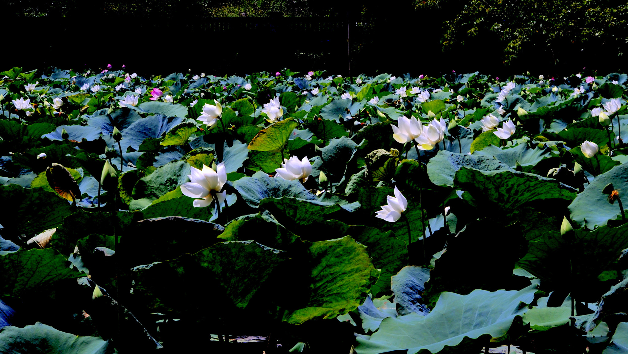 Nikon AF Nikkor 24-85mm F2.8-4D IF sample photo. White lotus pond photography