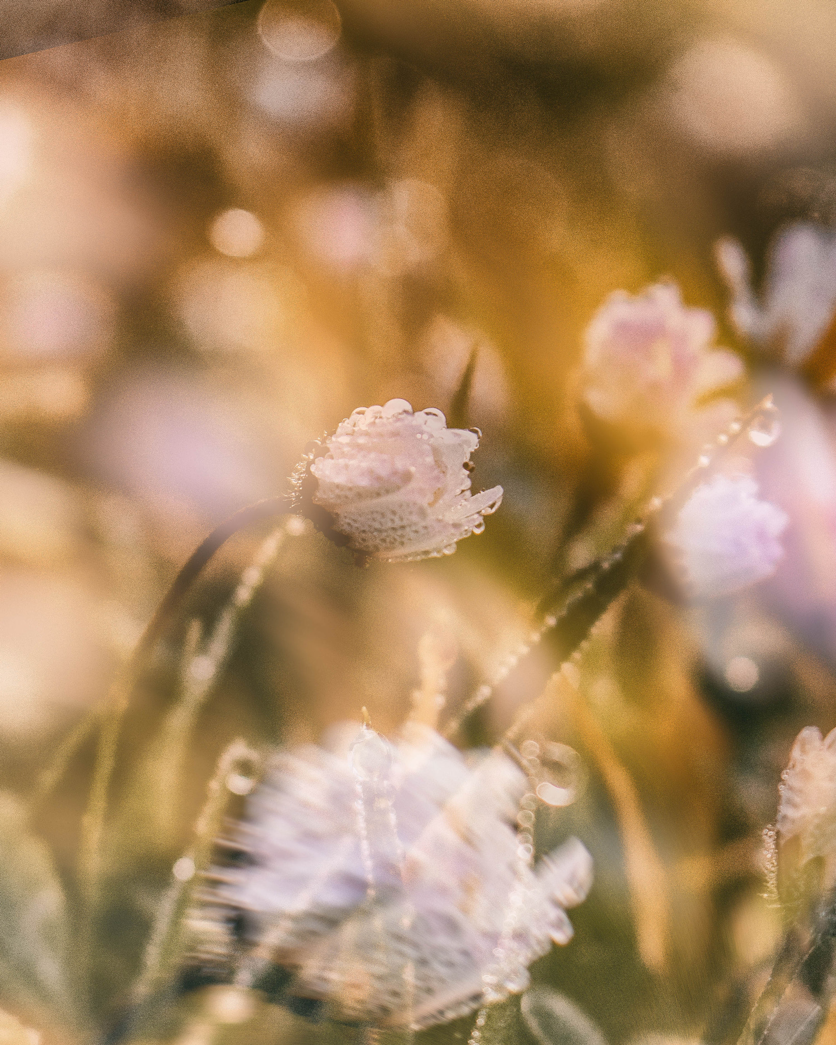 Canon EOS 760D (EOS Rebel T6s / EOS 8000D) sample photo. Flower photography