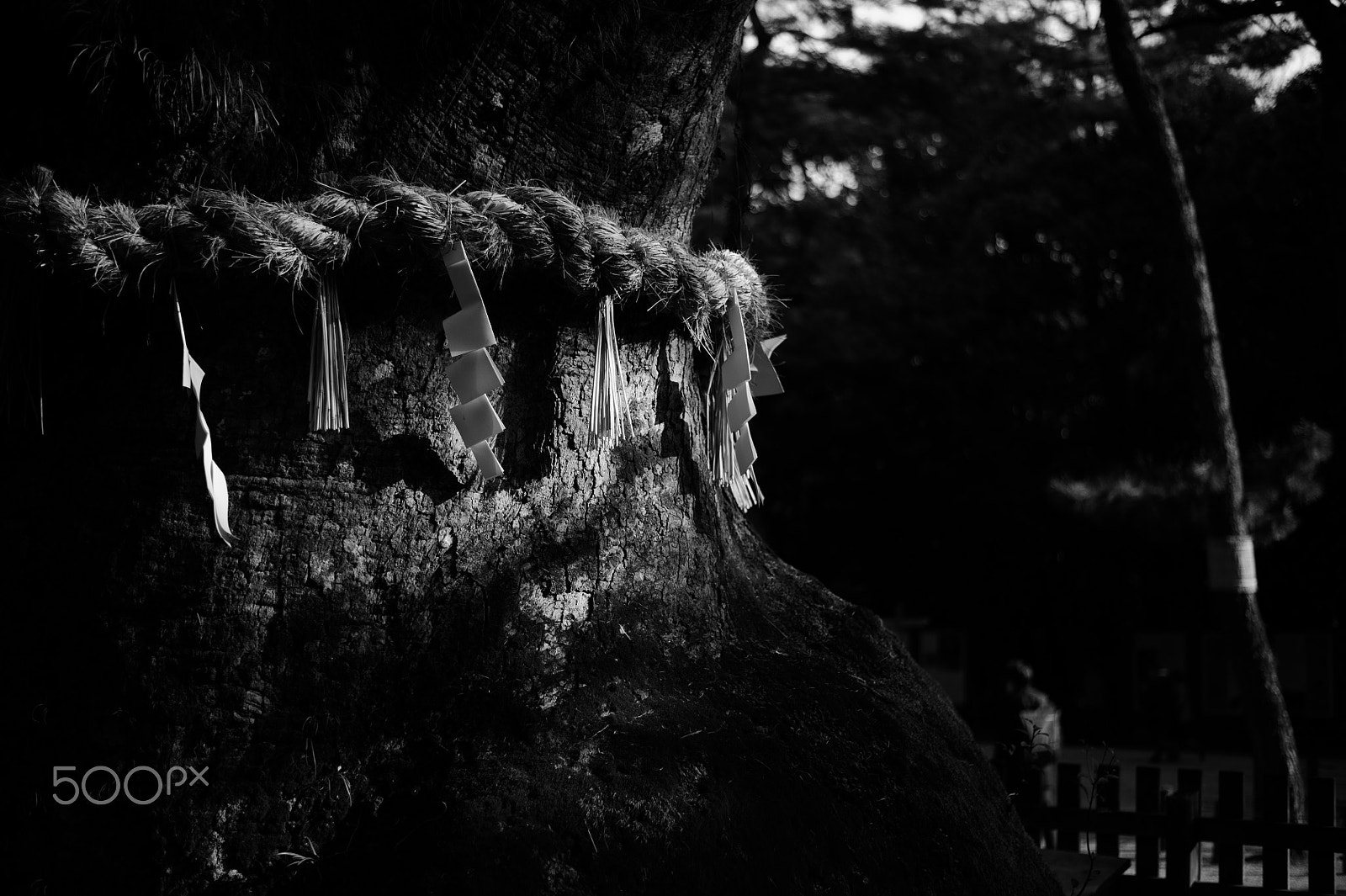 Nikon D3S sample photo. Old tree photography