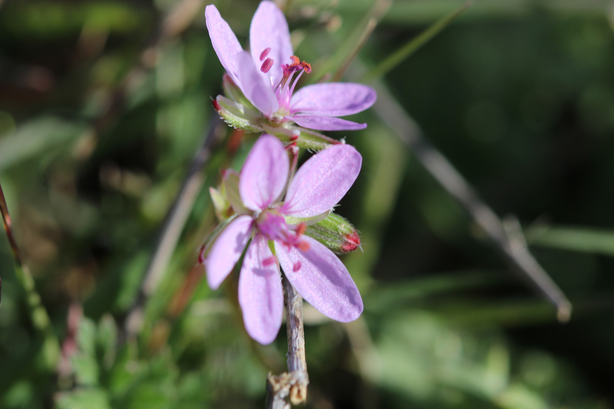 Canon EF 100mm F2.8 Macro USM sample photo. Tiny pink wildflowers photography