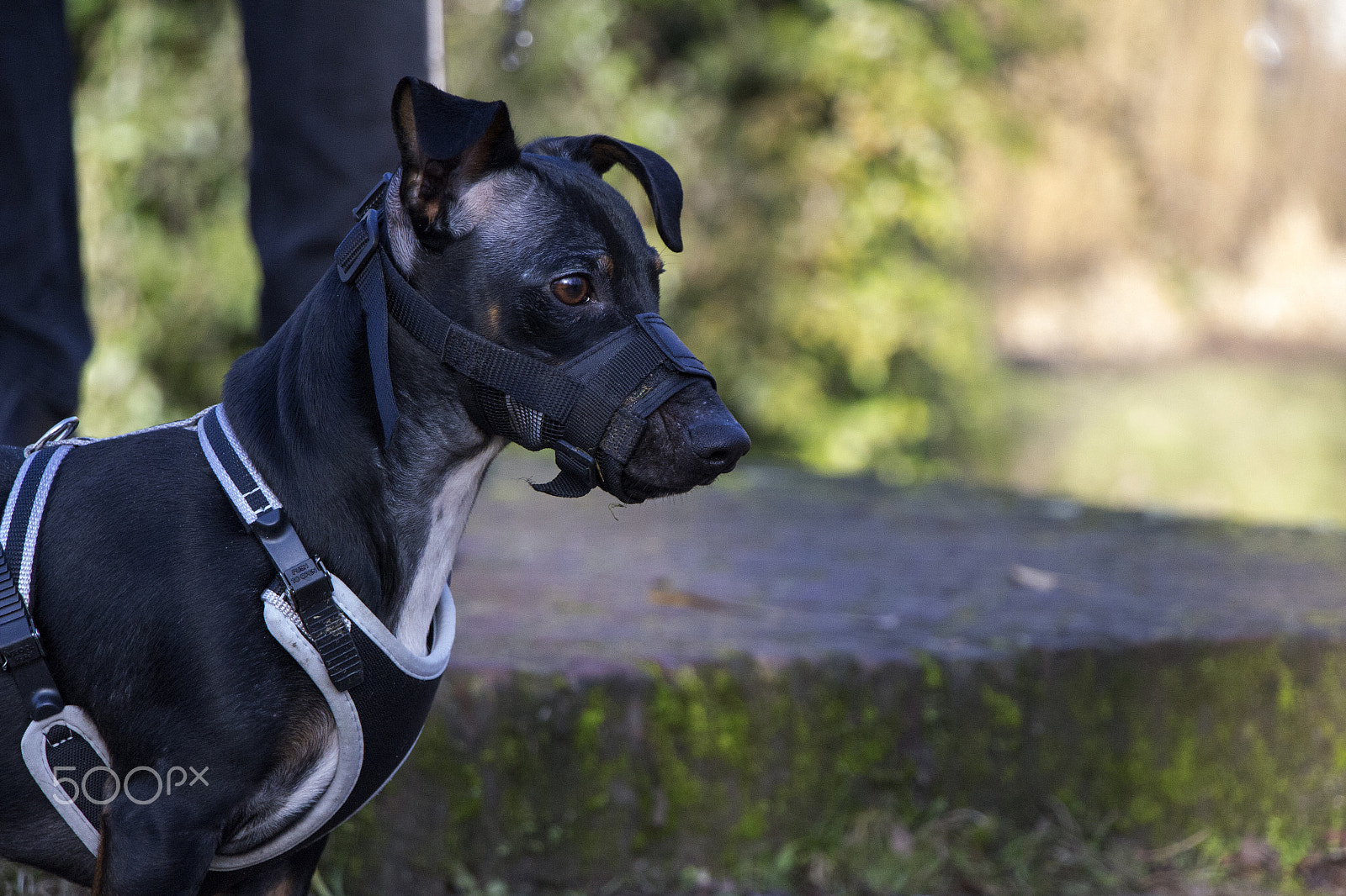 Canon EOS 700D (EOS Rebel T5i / EOS Kiss X7i) + Canon EF-S 18-135mm F3.5-5.6 IS USM sample photo. Dog photography