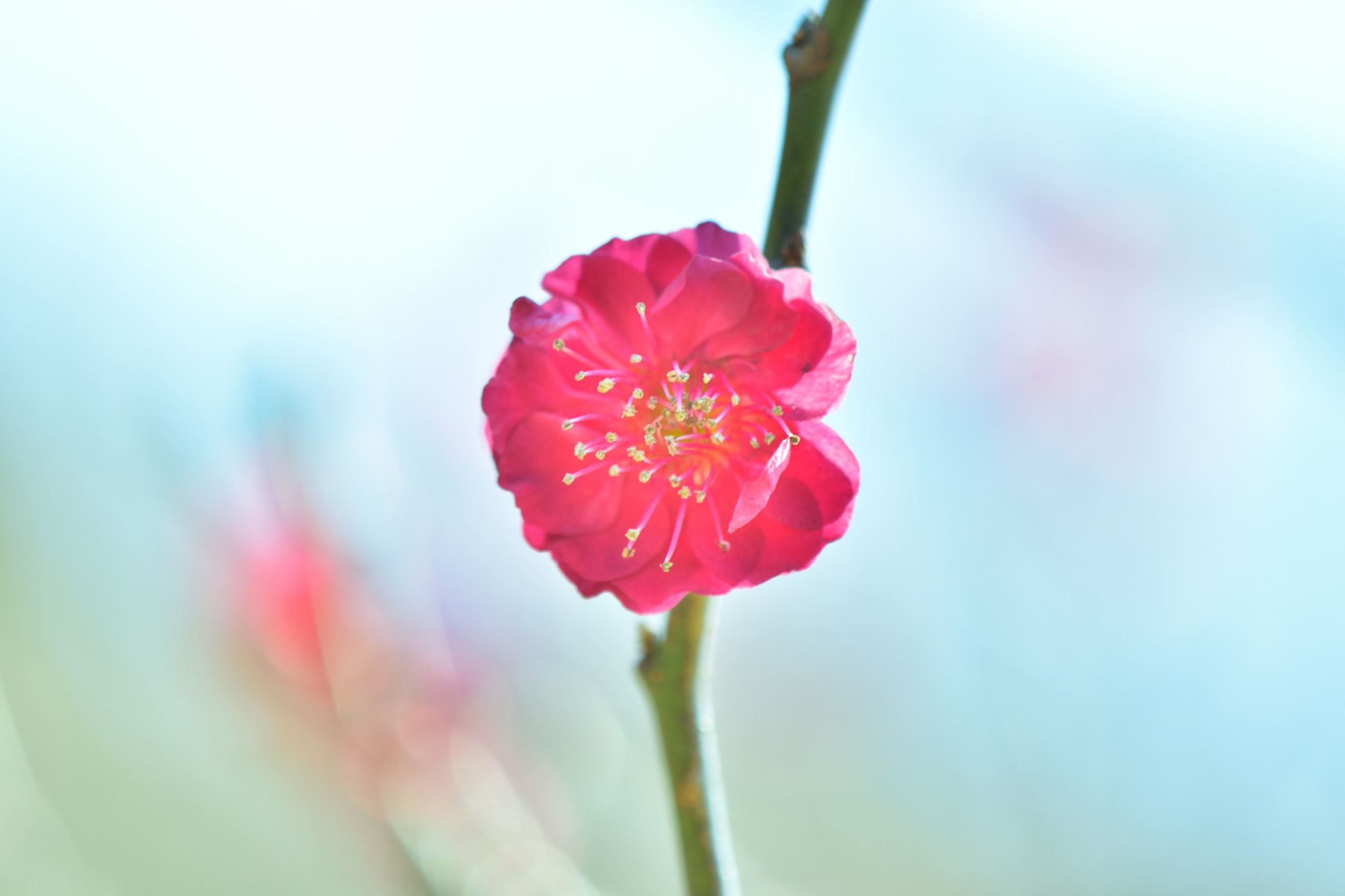 Nikon D5500 sample photo. Plum blossom photography