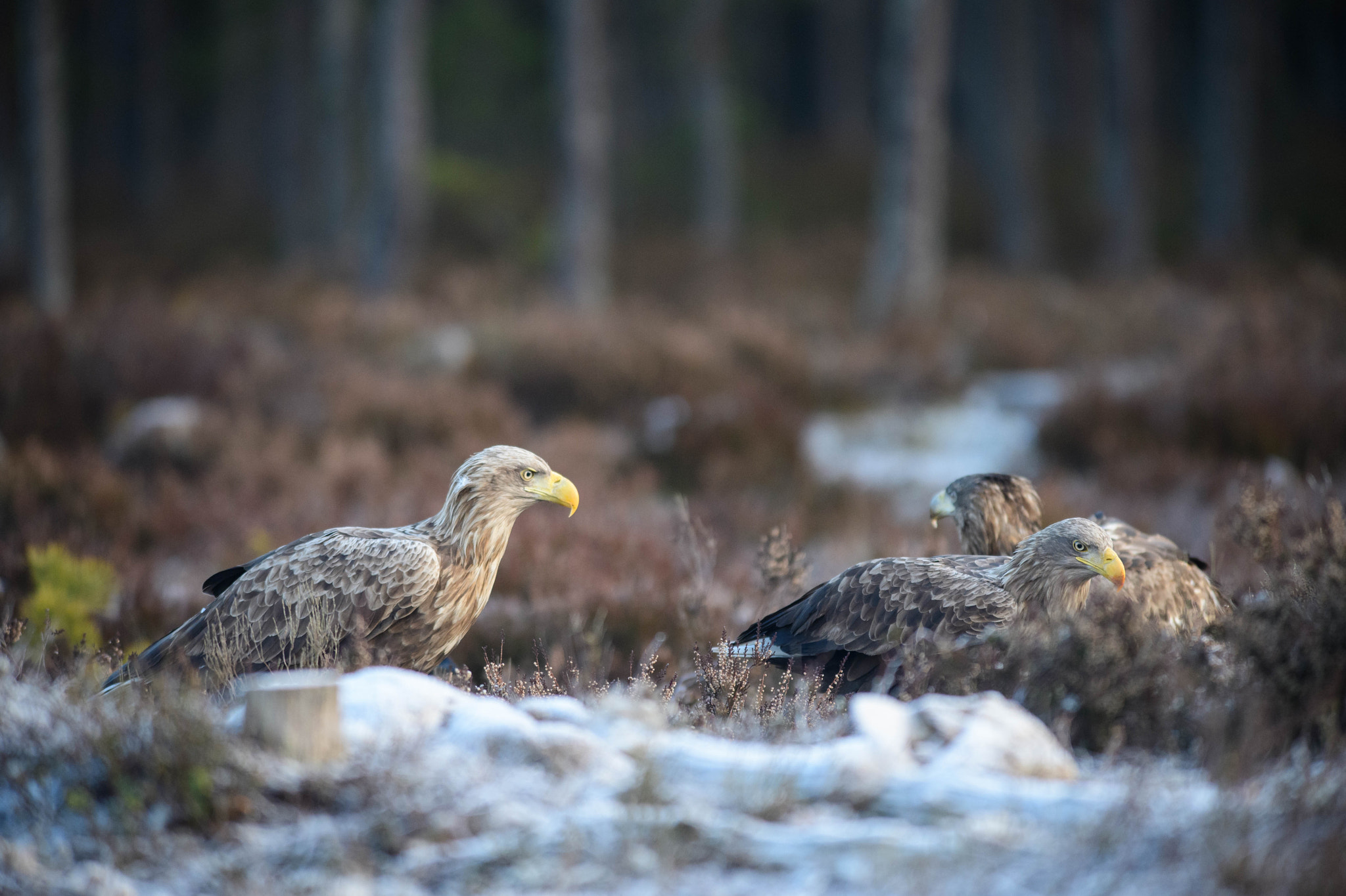Nikon AF-S Nikkor 300mm F2.8G ED VR II sample photo. Eagles photography