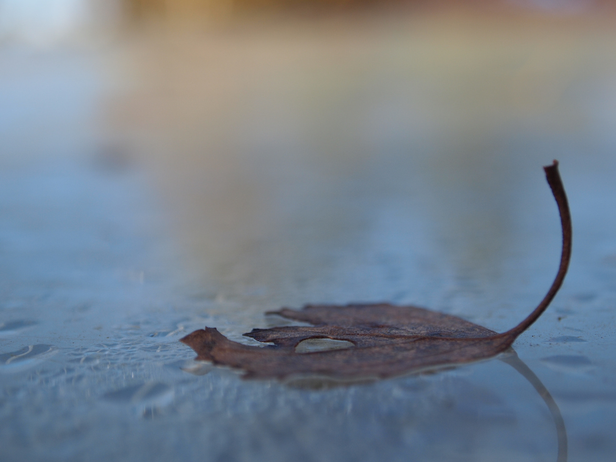 Olympus PEN E-PL1 sample photo. Birch leaf photography