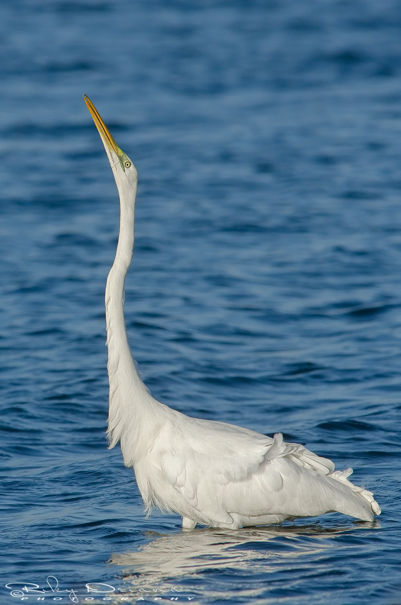 Nikon D7000 sample photo. The white proud photography