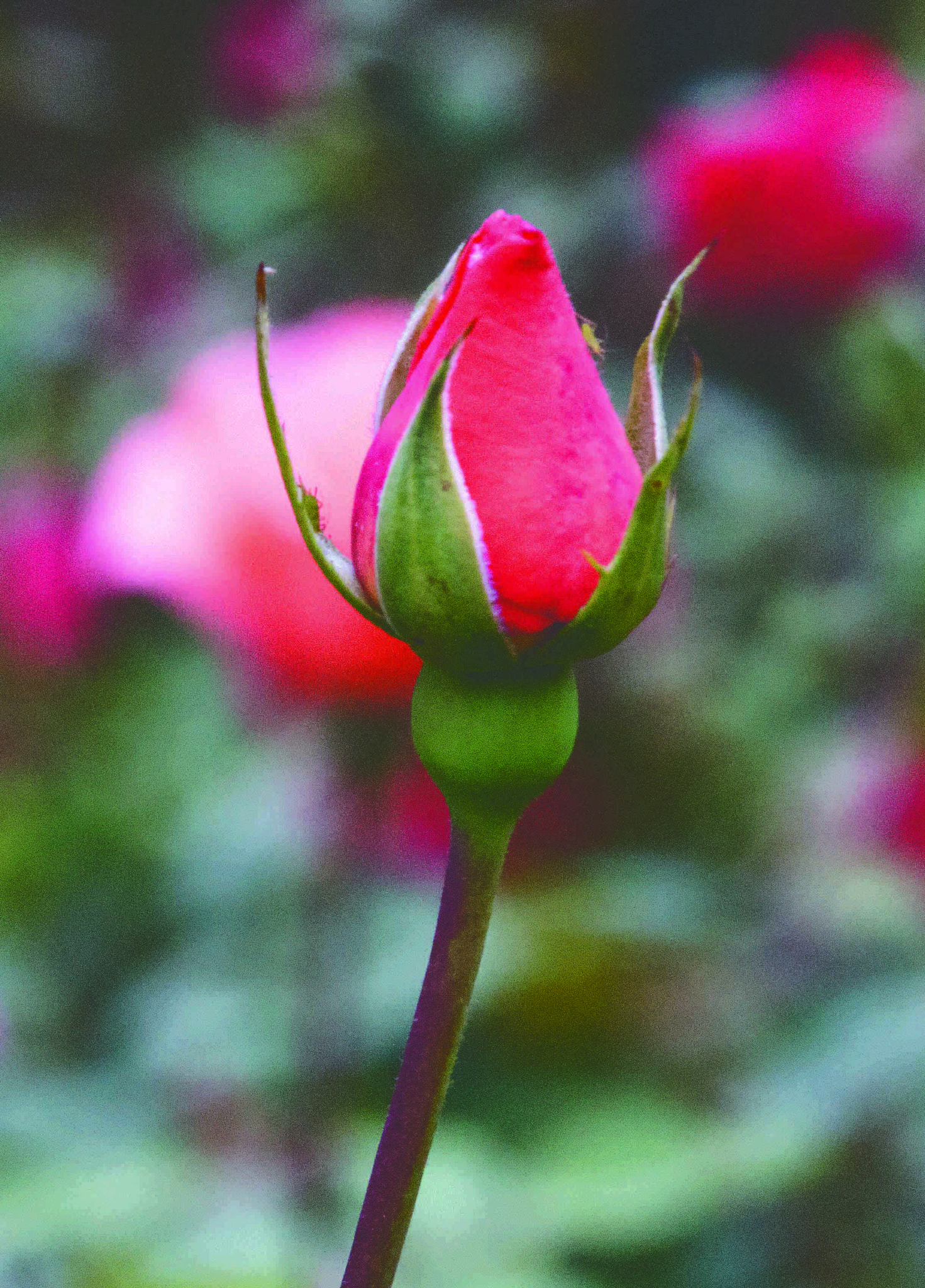 Canon EOS 7D + Tamron AF 18-250mm F3.5-6.3 Di II LD Aspherical (IF) Macro sample photo. Closed red rose photography
