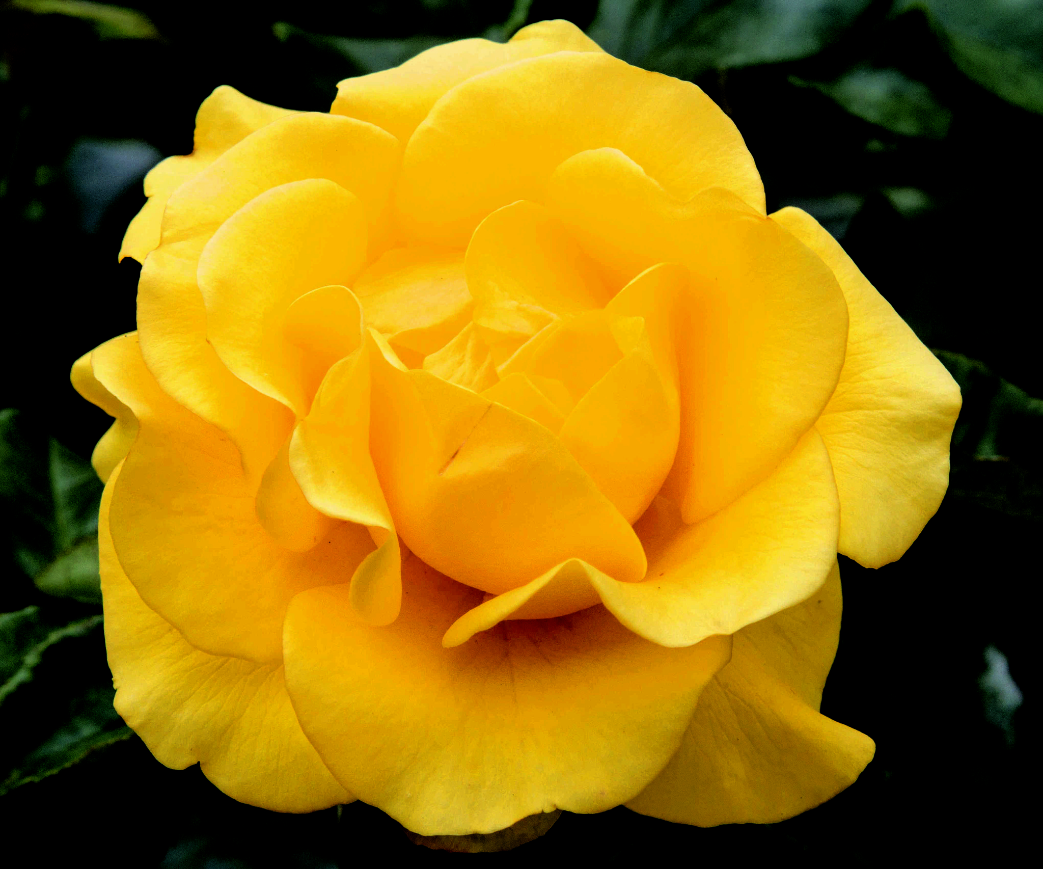Canon EOS 7D sample photo. Yellow rose front photography