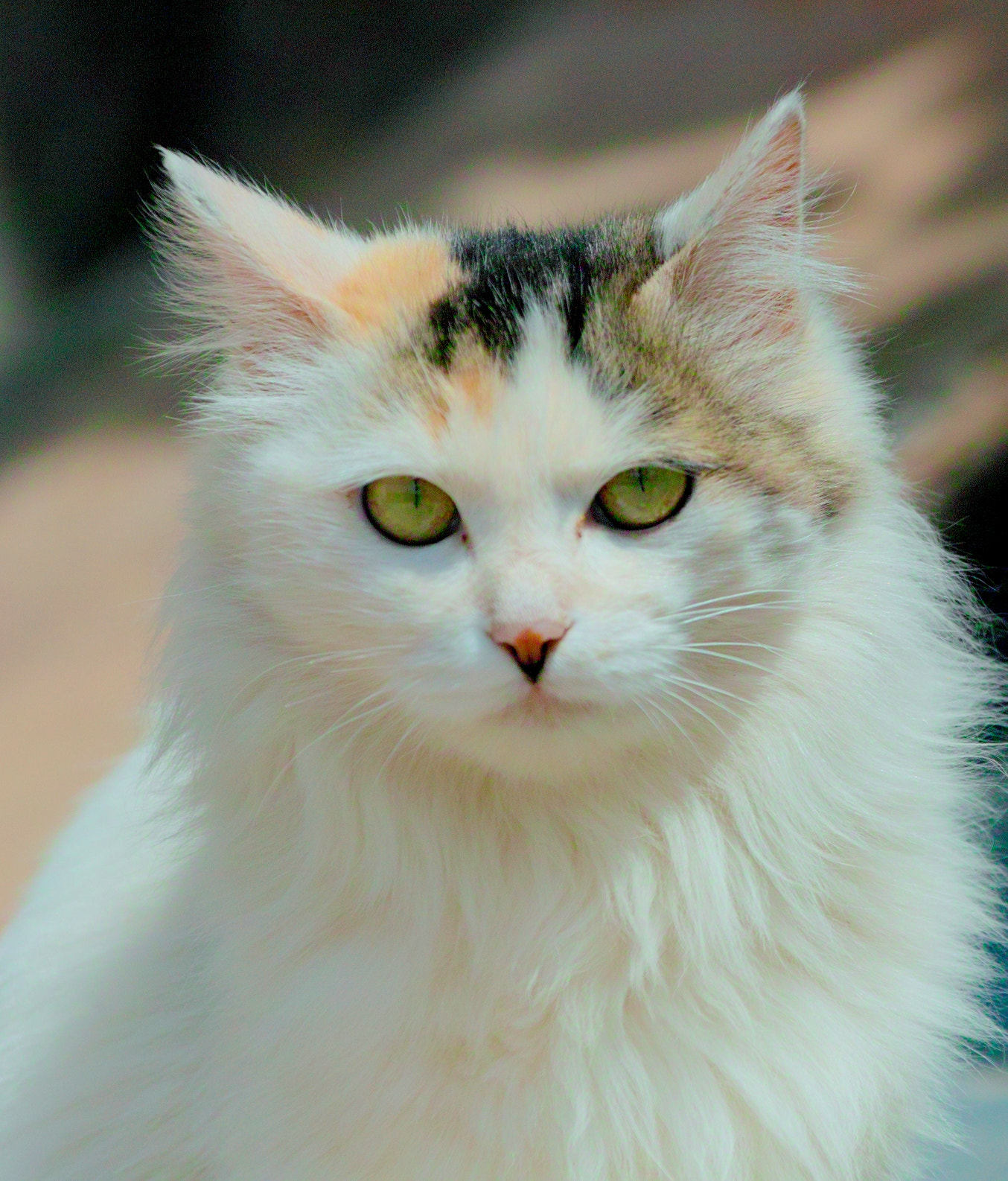 Sigma SD15 sample photo. Cat photography