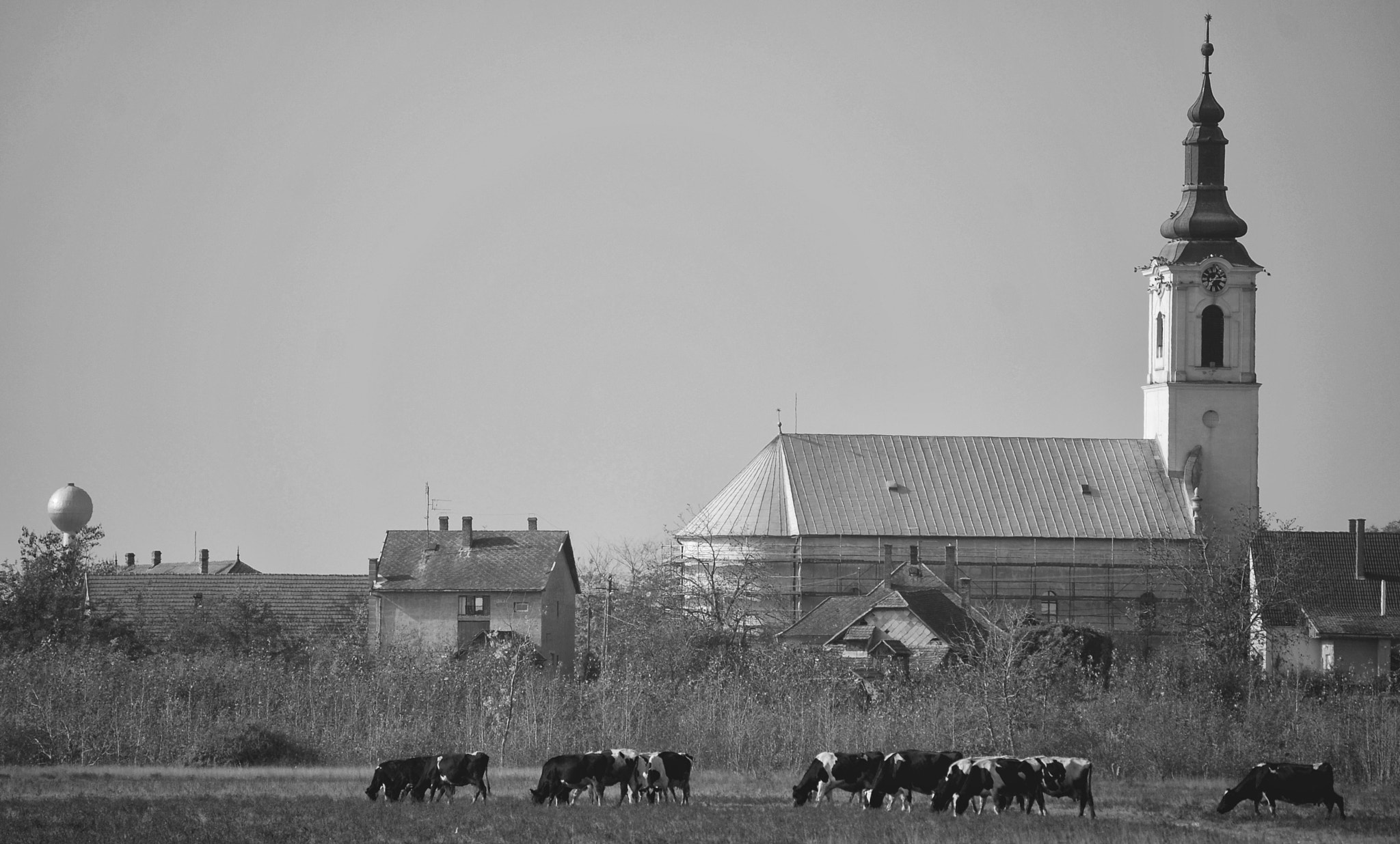 Nikon D40X sample photo. Rural still life with cows and pigeons photography