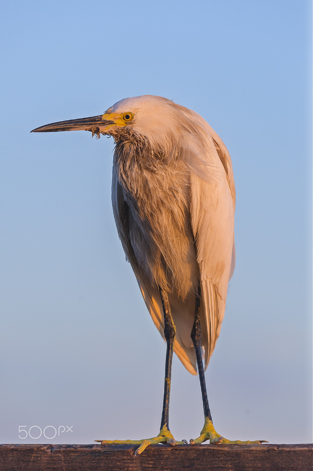 Nikon D3S sample photo. Scruffy egret on the pier in oceanside photography