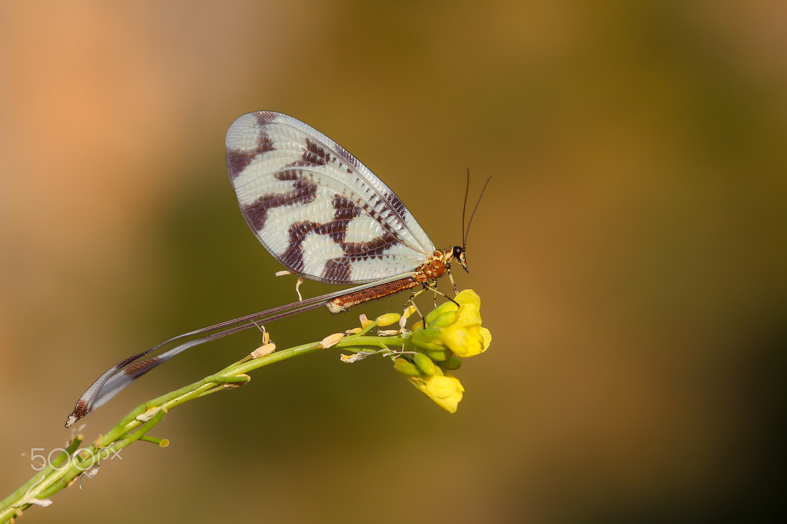 Sigma 105mm F2.8 EX DG Macro sample photo. ..... photography