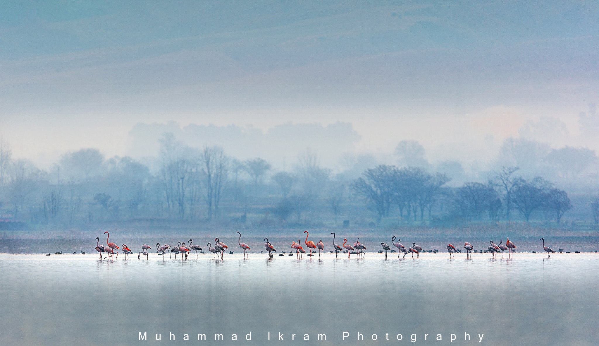 Canon EOS 5DS + Canon EF 400mm F2.8L IS USM sample photo. Flamingo flying photography