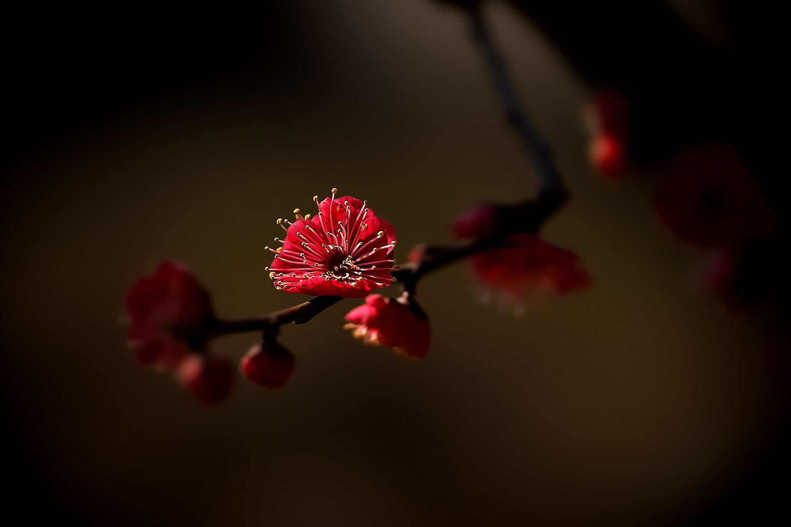 Sony a7 + 135mm F2.8[T4.5] STF sample photo. Red plum photography