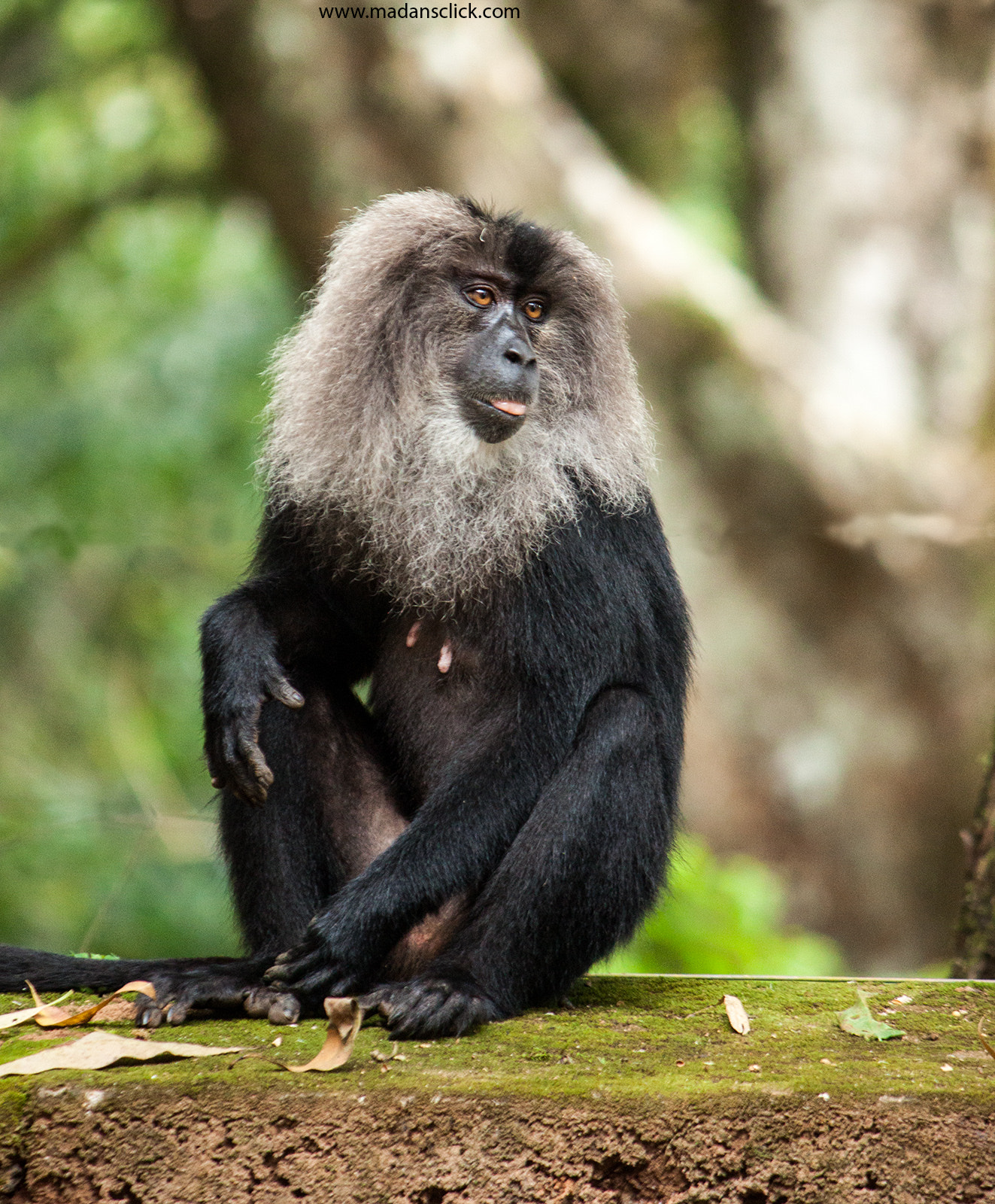 Canon EF-S 55-250mm F4-5.6 IS sample photo. Lion tailed macaque photography