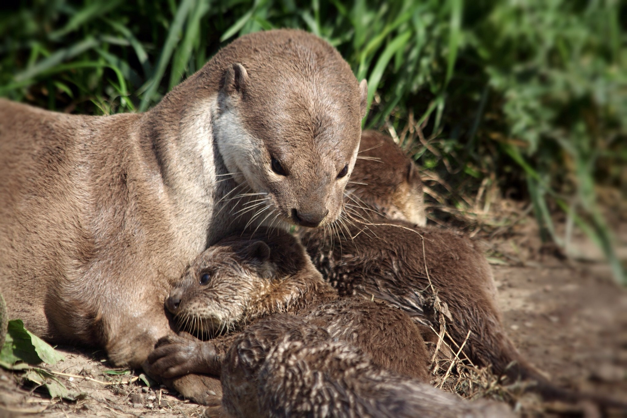 Canon EF 70-300mm F4-5.6 IS USM sample photo. Otter family, daddy otter taking care of the babies photography