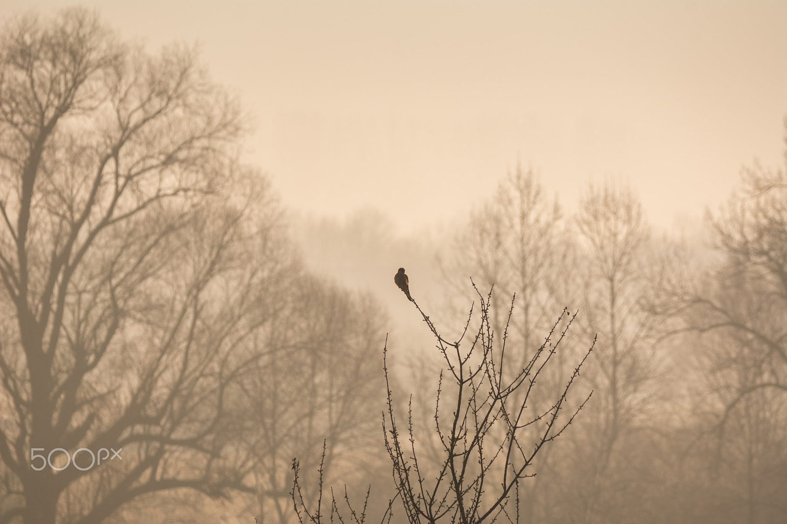 Sigma 150-600mm F5-6.3 DG OS HSM | C sample photo. Morgenlicht photography