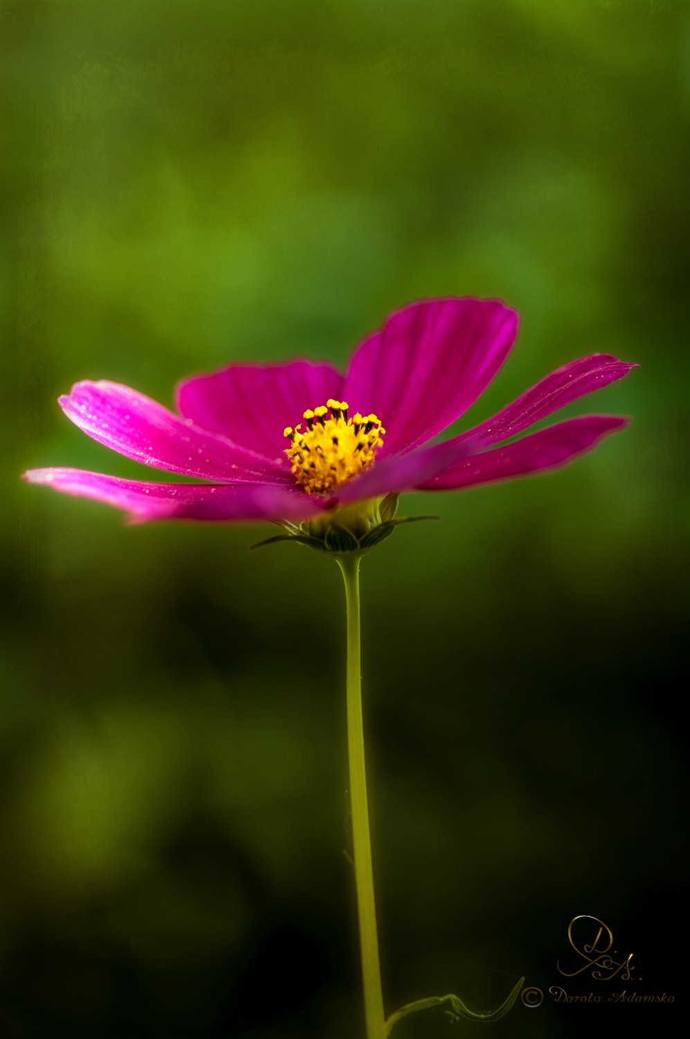 Pentax K20D + Pentax smc D-FA 100mm F2.8 macro sample photo. ..... photography