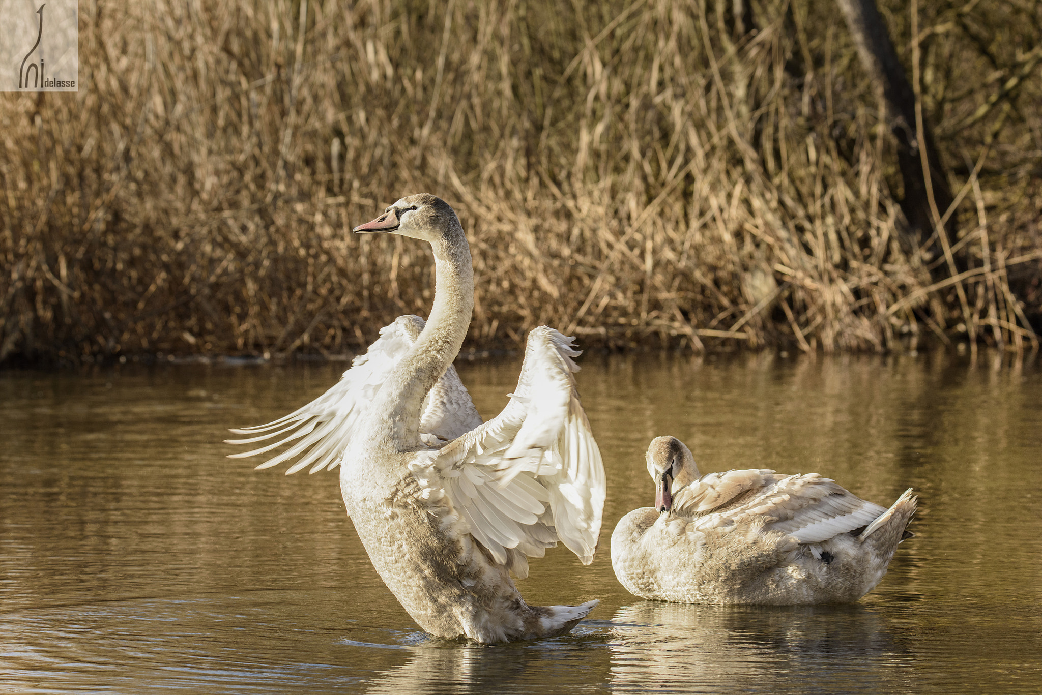 Nikon D810 sample photo. Juvenile swans photography