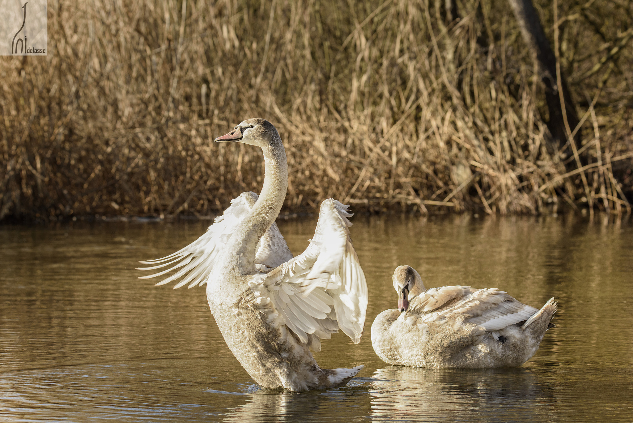 Nikon D810 + Sigma 50mm F2.8 EX DG Macro sample photo. Juvenile swans photography