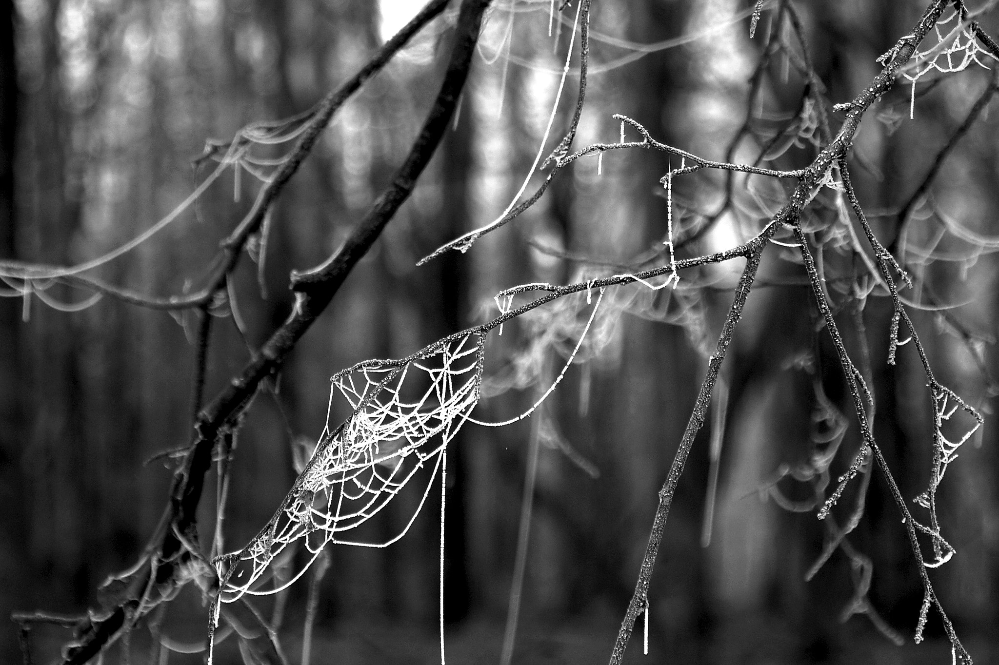 Nikon D40 sample photo. Frozen spiderwebs photography