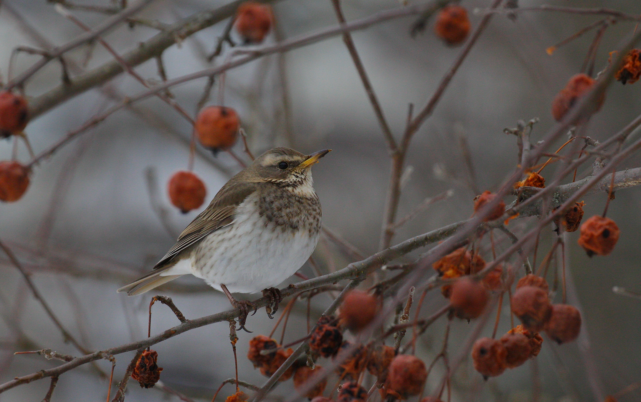 Canon EOS 50D sample photo. Dark-throated thrush photography
