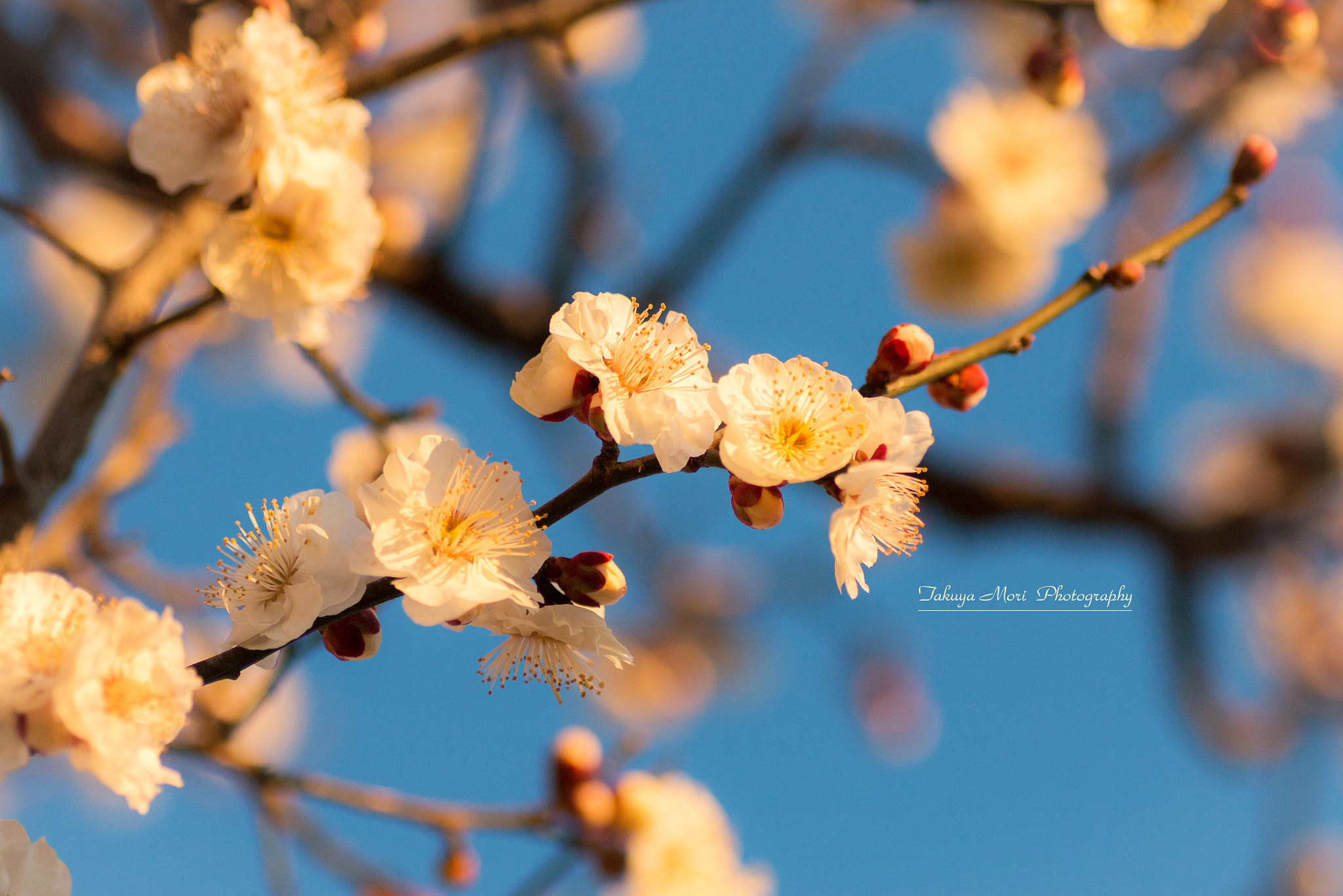 Canon EOS 70D + Tamron SP AF 90mm F2.8 Di Macro sample photo. 朝色に染めて photography