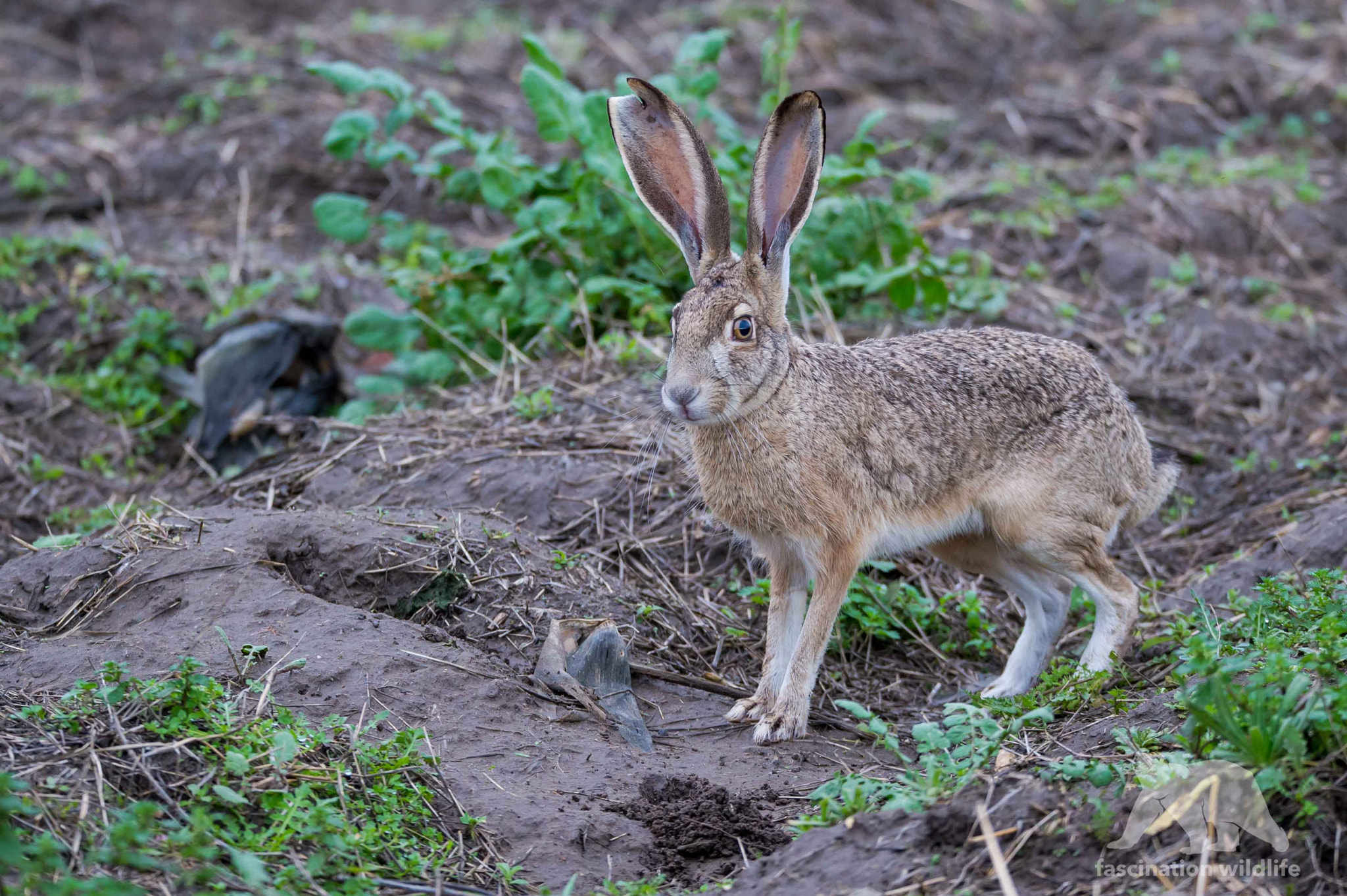 Nikon D4S sample photo. Jackrabbit photography