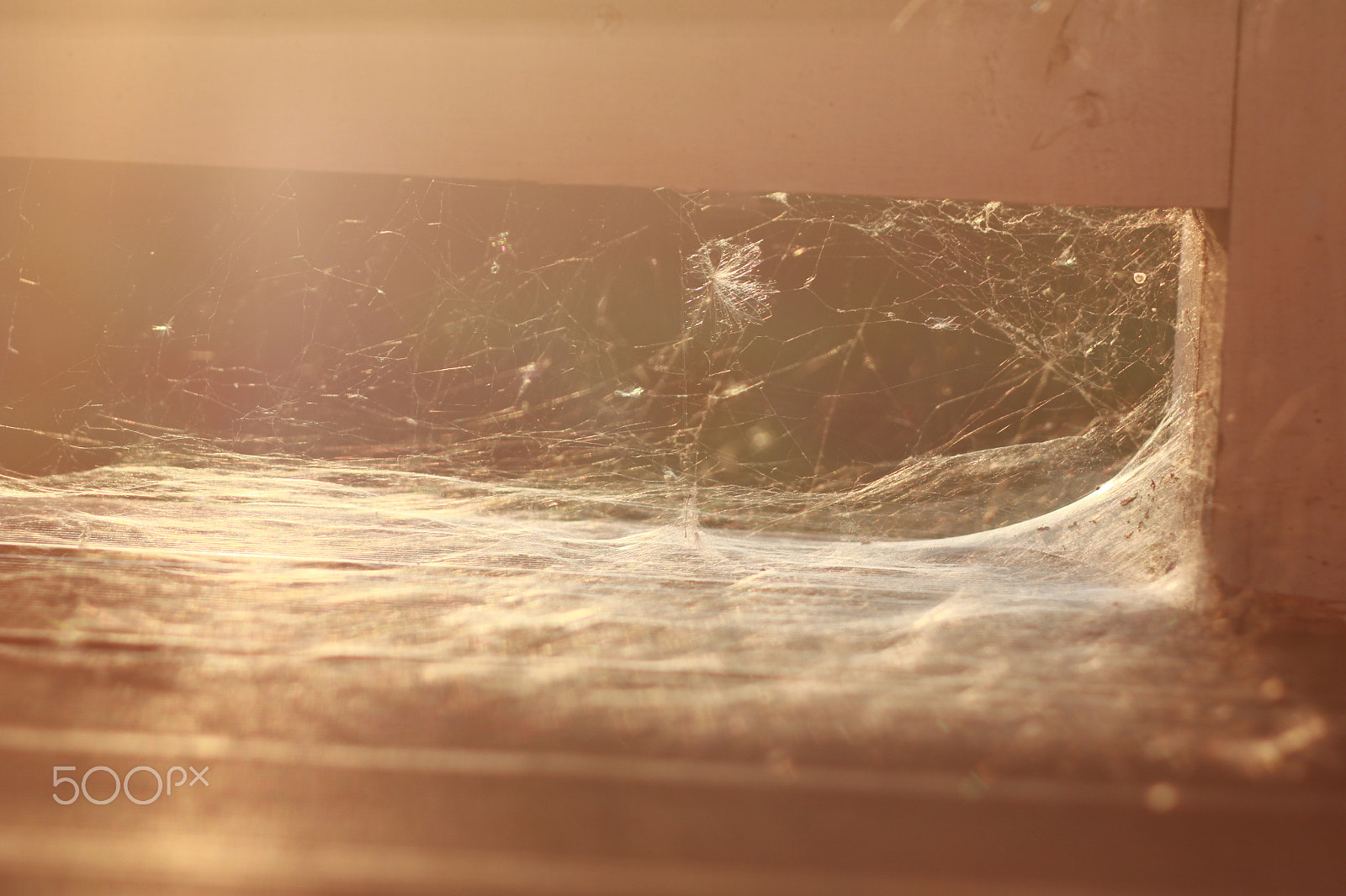 Canon EF 35-80mm f/4-5.6 sample photo. Sunset`s light through the spiderweb photography