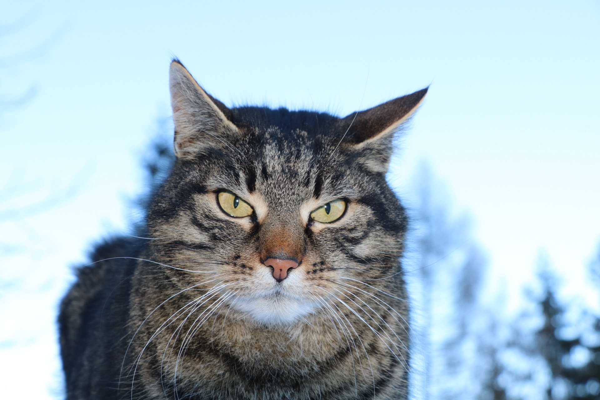Canon EOS 750D (EOS Rebel T6i / EOS Kiss X8i) sample photo