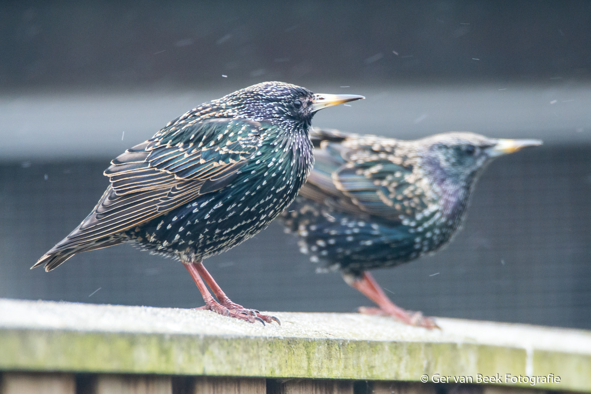 Sigma 150-600mm F5-6.3 DG OS HSM | C sample photo. Common starling photography