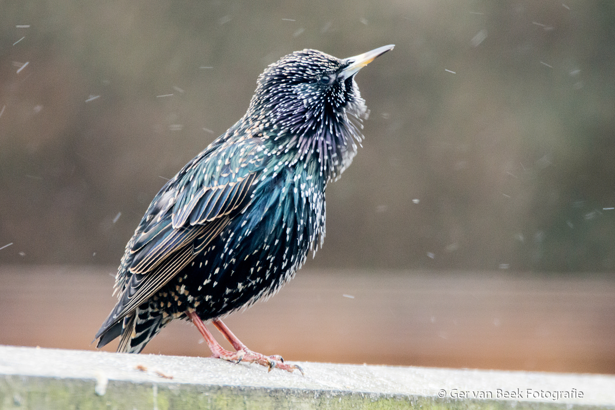 Sigma 150-600mm F5-6.3 DG OS HSM | C sample photo. Common starling photography