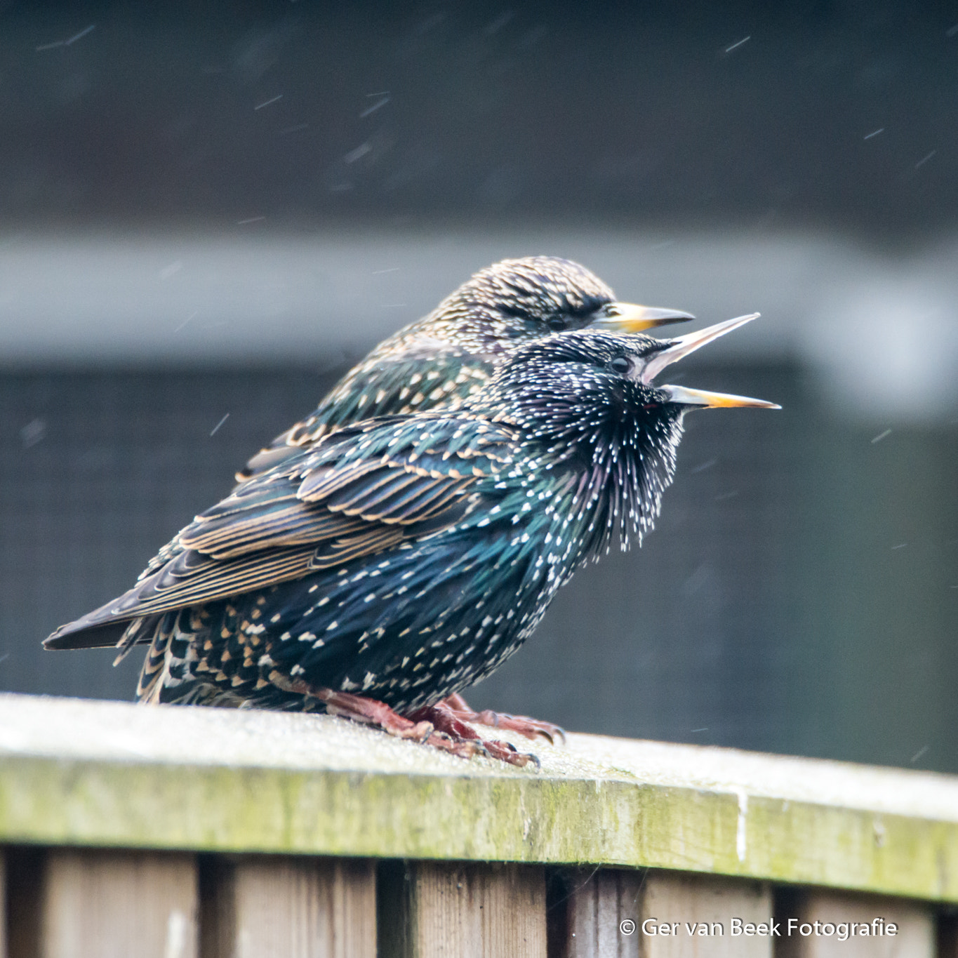 Sigma 150-600mm F5-6.3 DG OS HSM | C sample photo. Common starling photography