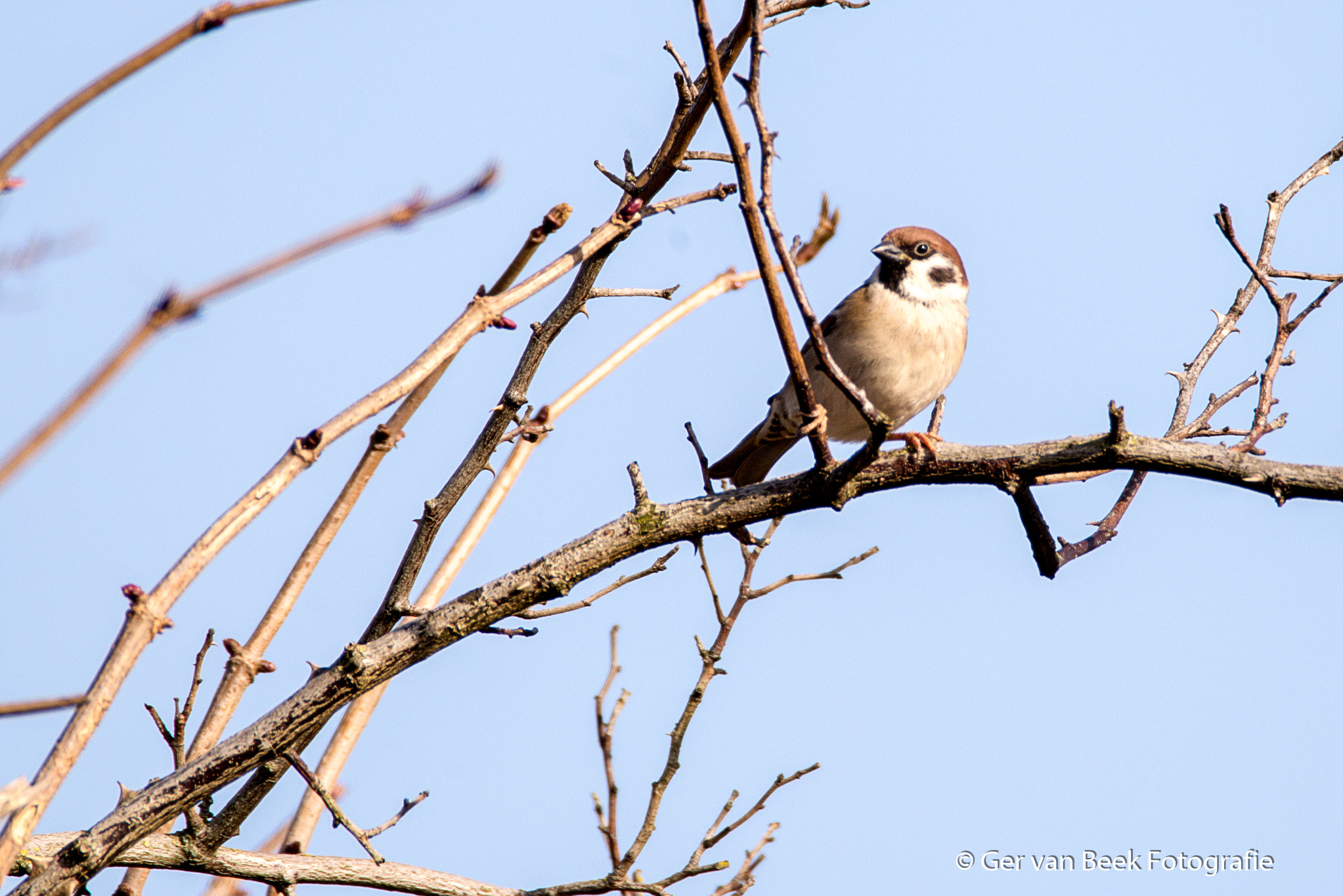 Sigma 150-600mm F5-6.3 DG OS HSM | C sample photo. Eurasian tree sparrow photography