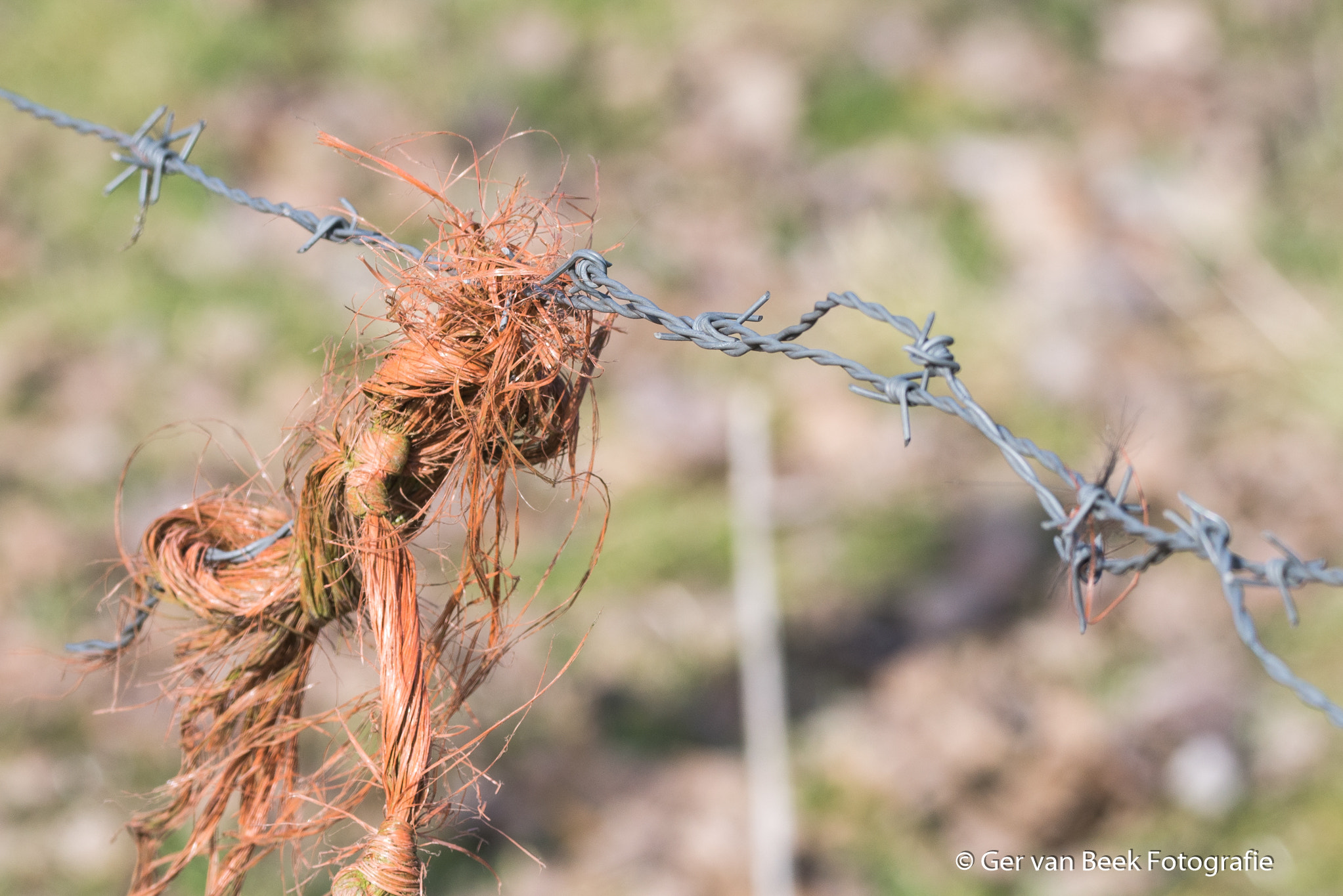 Sigma 150-600mm F5-6.3 DG OS HSM | C sample photo. Barbed wire photography