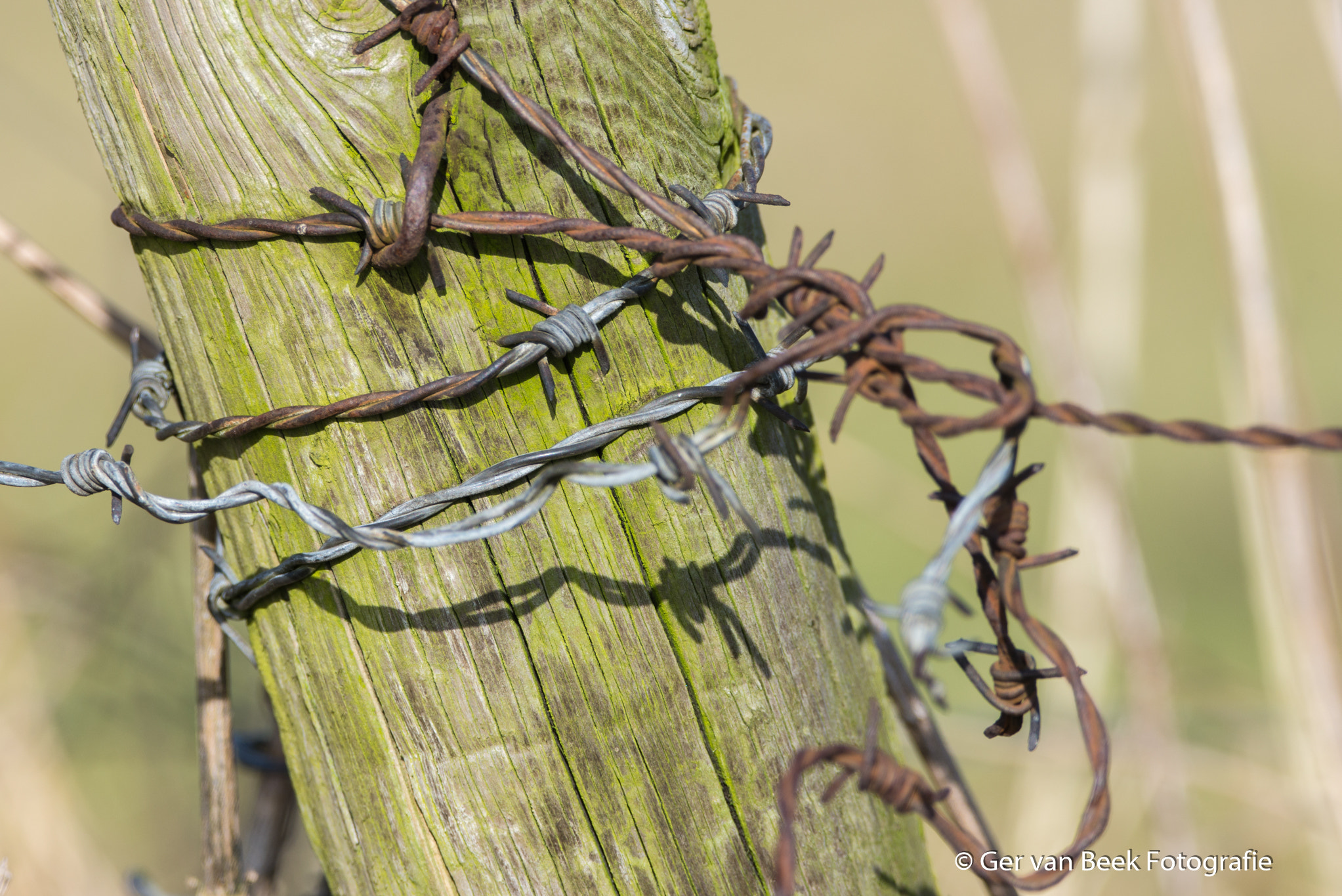 Nikon D610 + Sigma 150-600mm F5-6.3 DG OS HSM | C sample photo. Barbed wire photography
