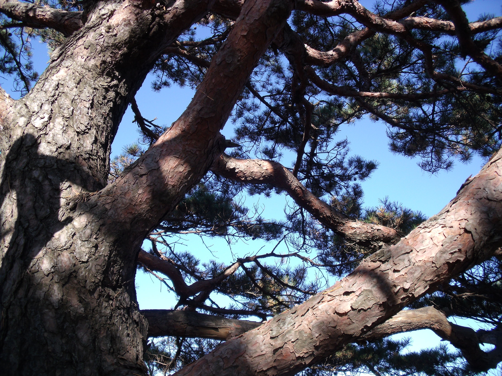 Fujifilm FinePix J110W sample photo. A pine tree on the ridge photography