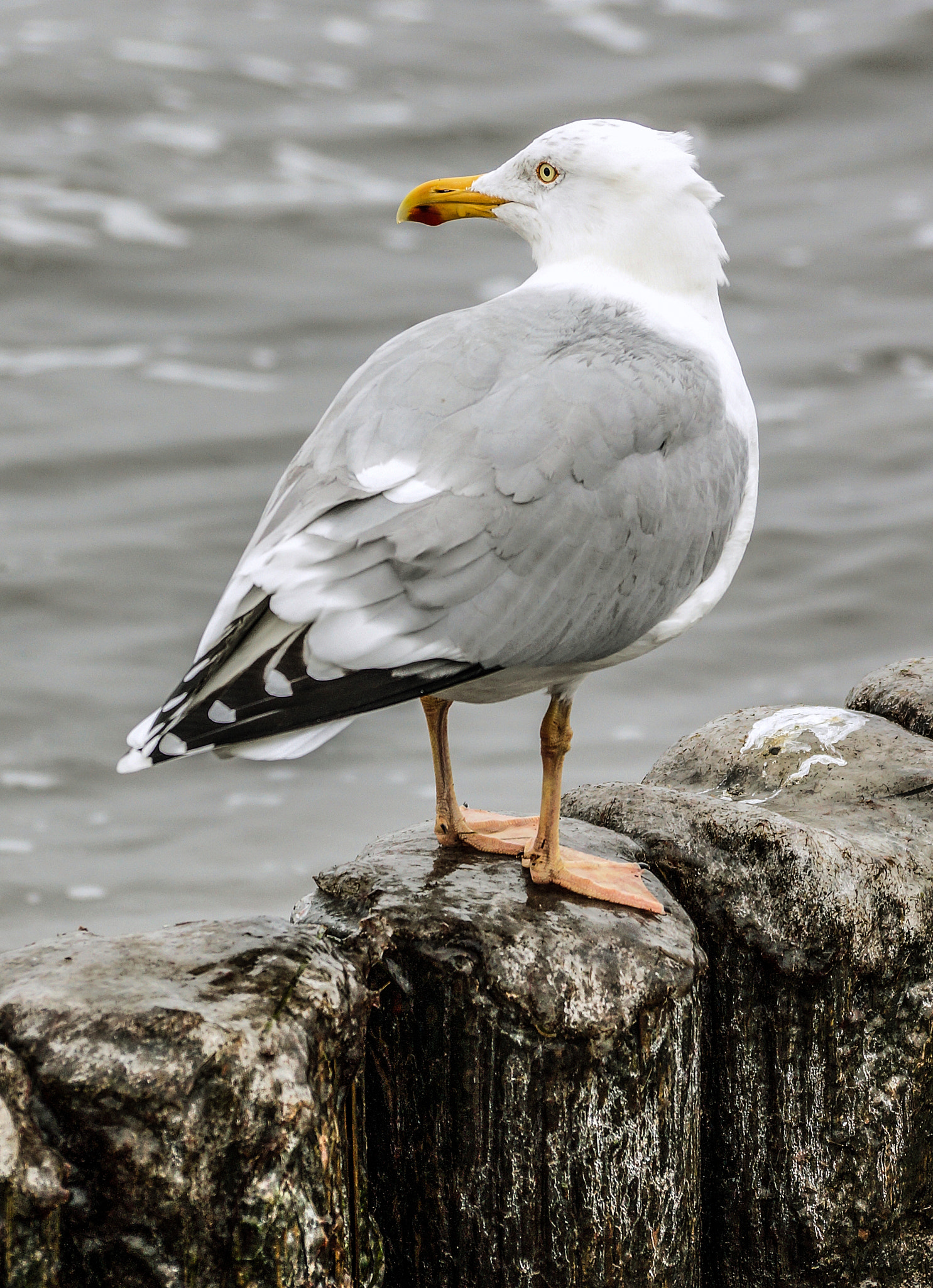 Sony DT 55-300mm F4.5-5.6 SAM sample photo. Seagull photography