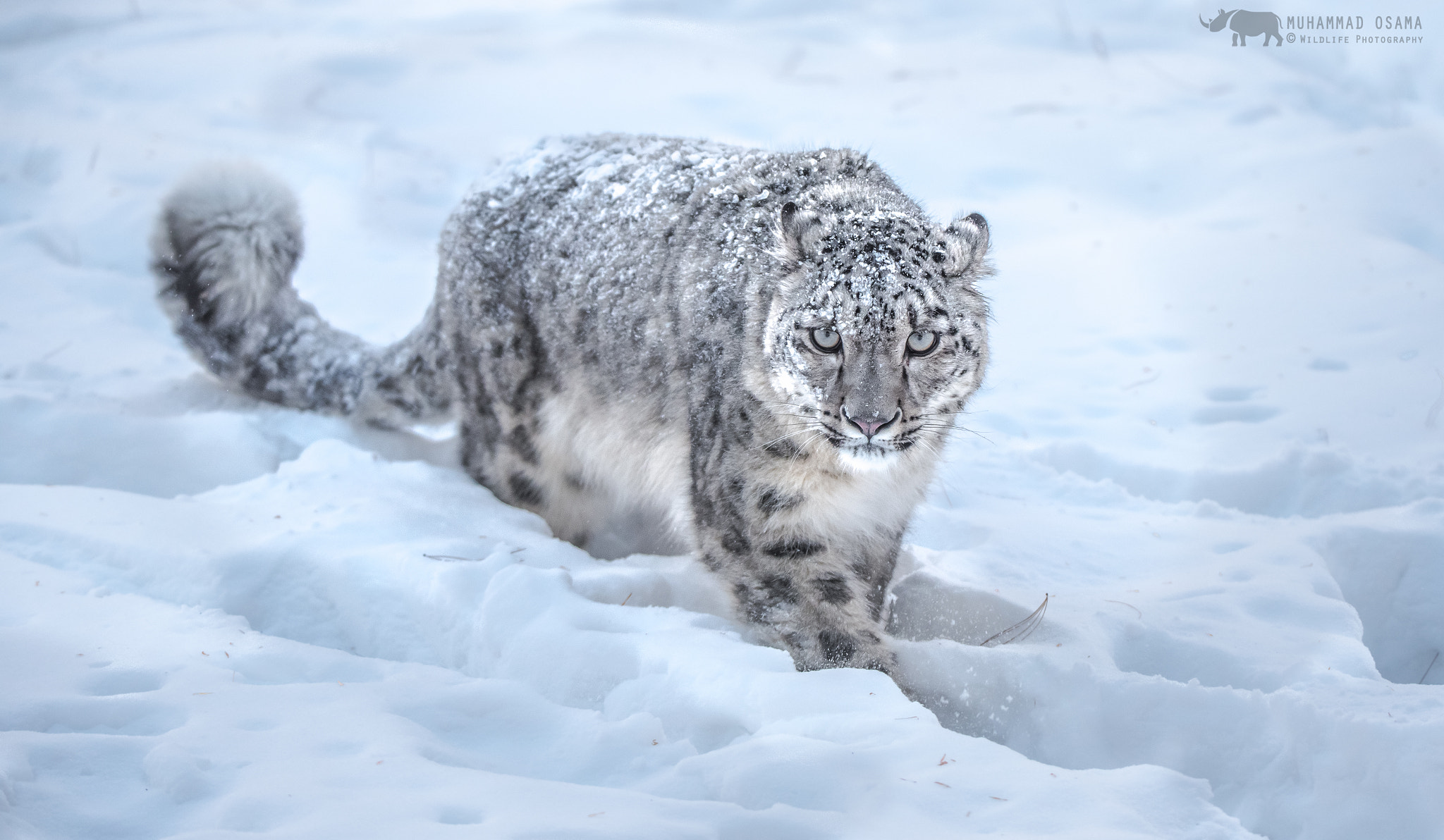 Nikon D750 sample photo. Snow leopard photography