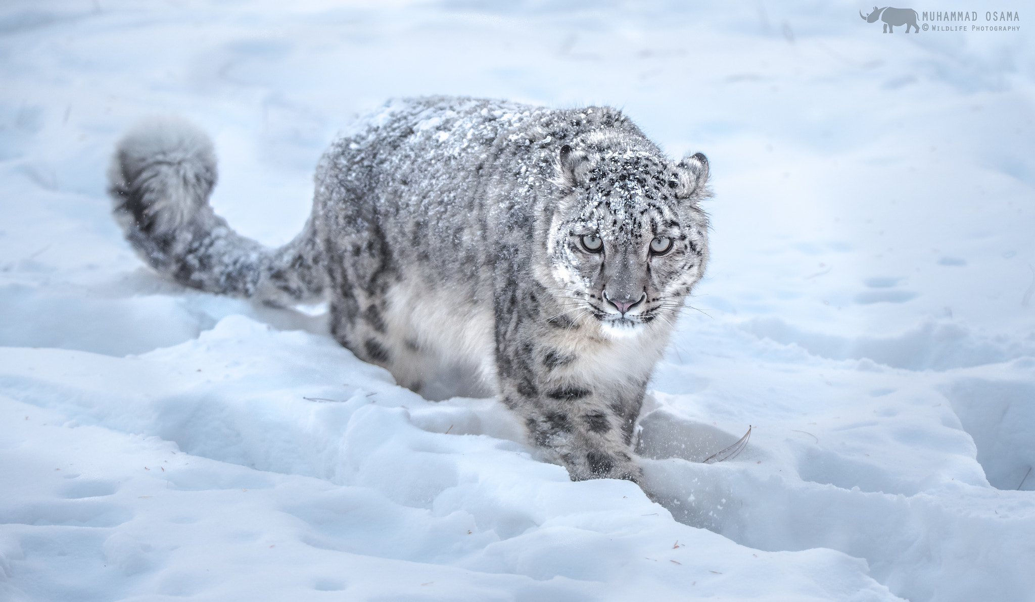 Sigma 150-600mm F5-6.3 DG OS HSM | S sample photo. Snow leopard photography
